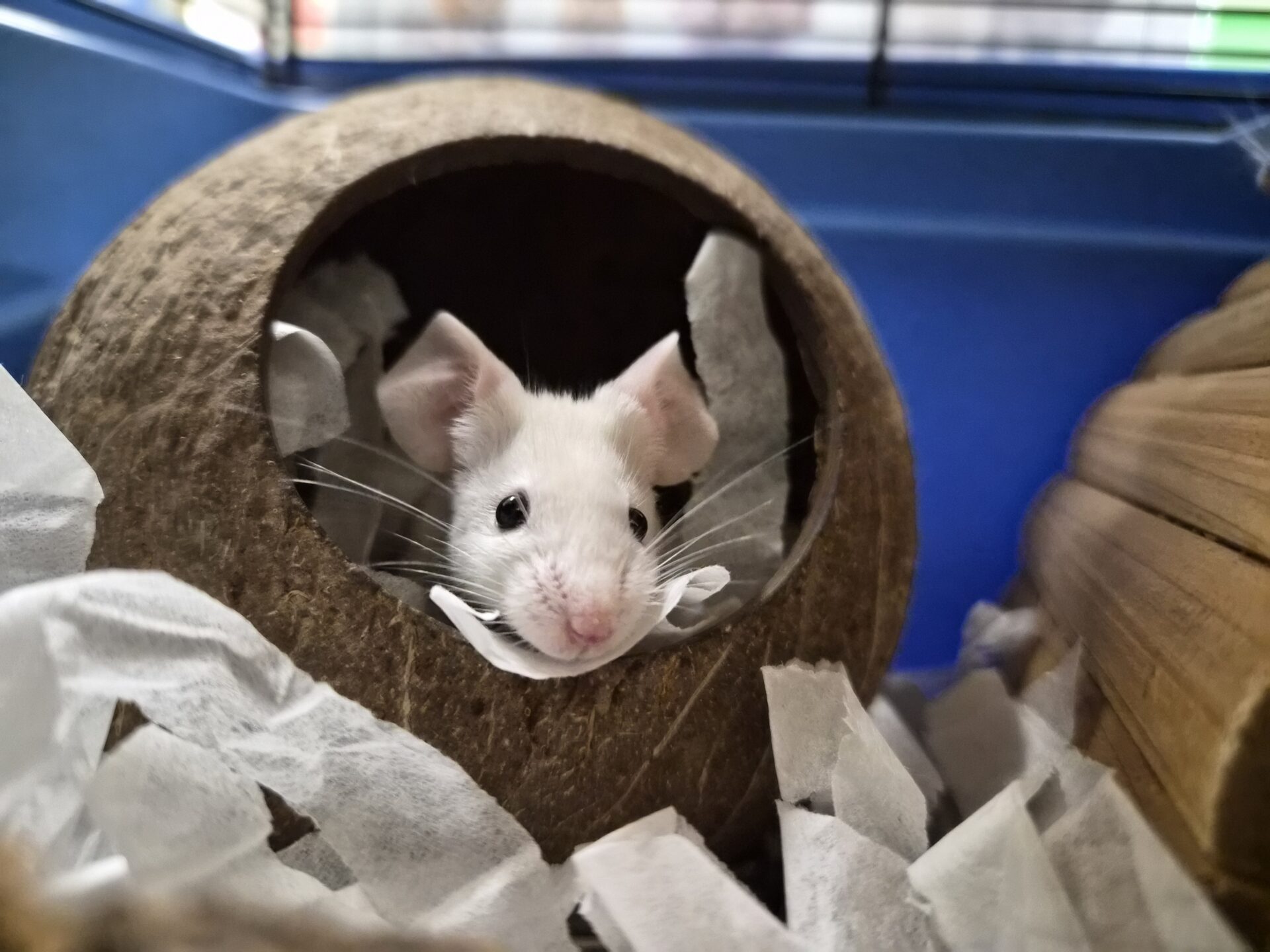 A white mouse peeks out from a round coconut shell, surrounded by crumpled white paper bedding in a small animal enclosure.
