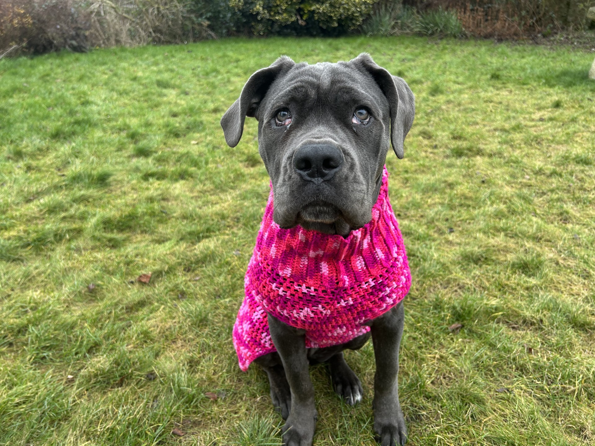 A large, grey Cane Corso wearing a bright pink knitted sweater sits on green grass, looking up with a gentle expression. Bushes are visible in the background.