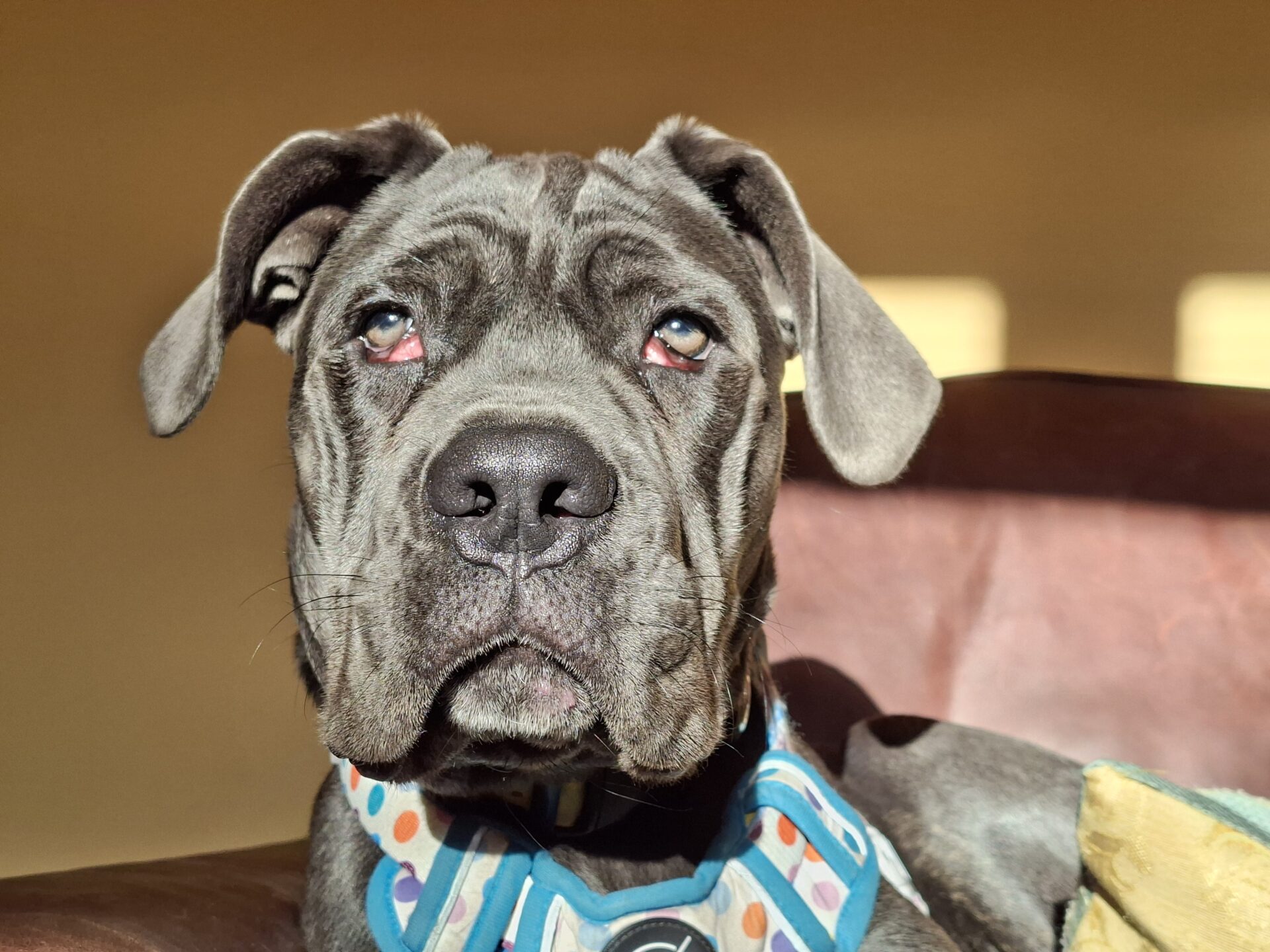 A gray Cane Corso with droopy eyes and floppy ears sits on a brown couch, wearing a blue collar with colorful spots. Sunlight highlights its face, creating a warm, cozy atmosphere.