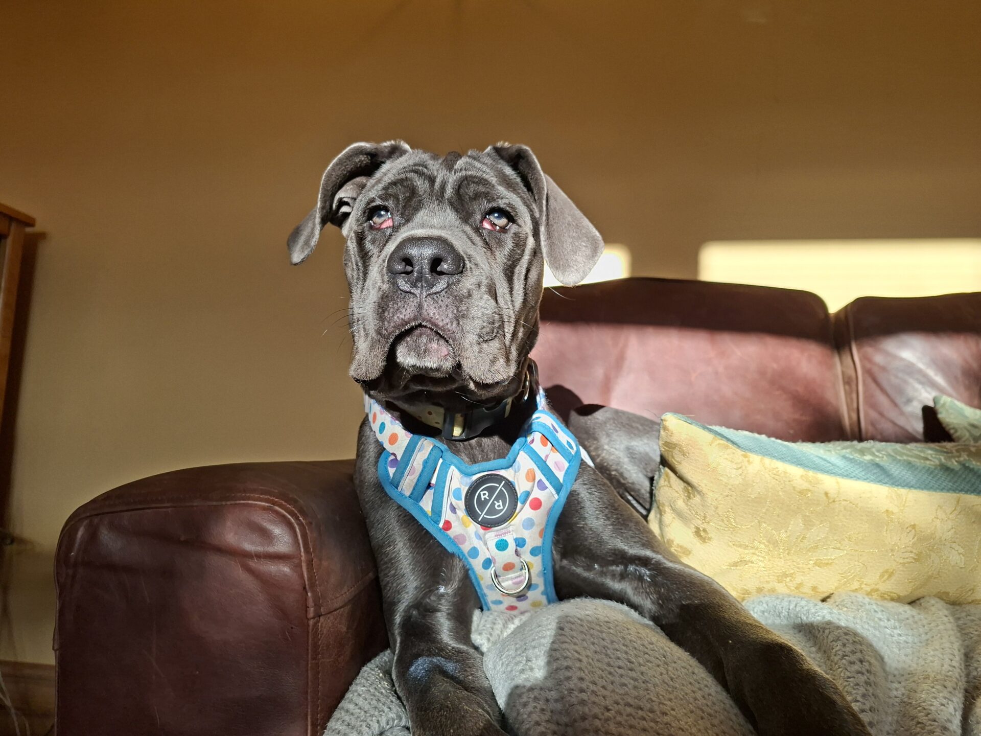 A gray Cane Corso wearing a colorful harness sits on a brown leather couch, resting on a knitted blanket with sunlight streaming in, creating a warm, cozy atmosphere.