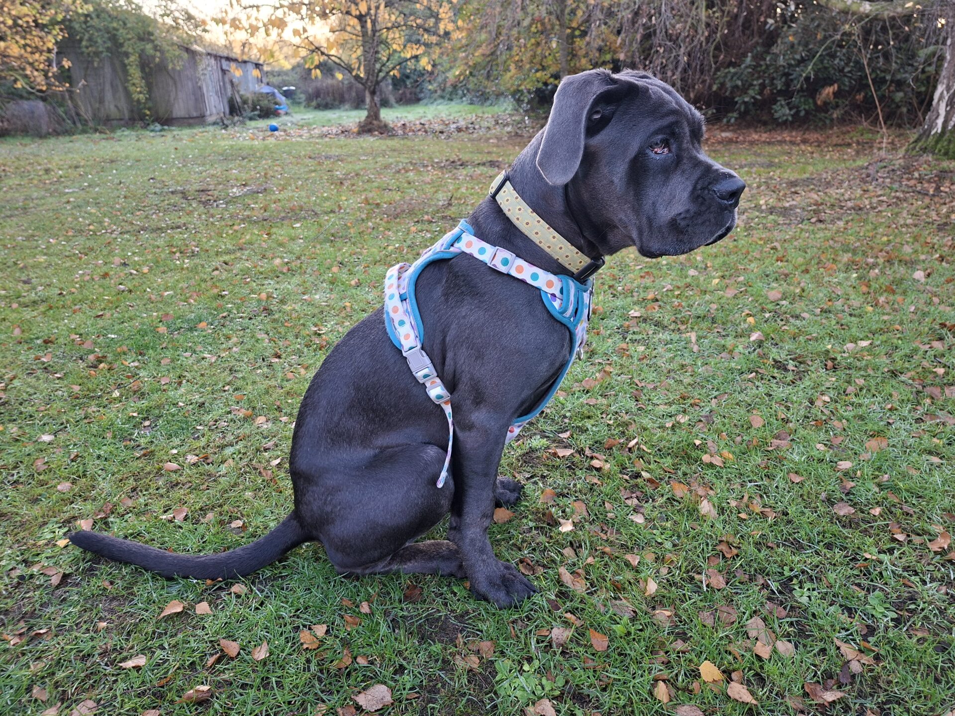 A large grey dog with a light blue, polka-dotted harness sits on grass covered with fallen leaves in a garden, looking to the right. Trees and a shed are visible in the background.