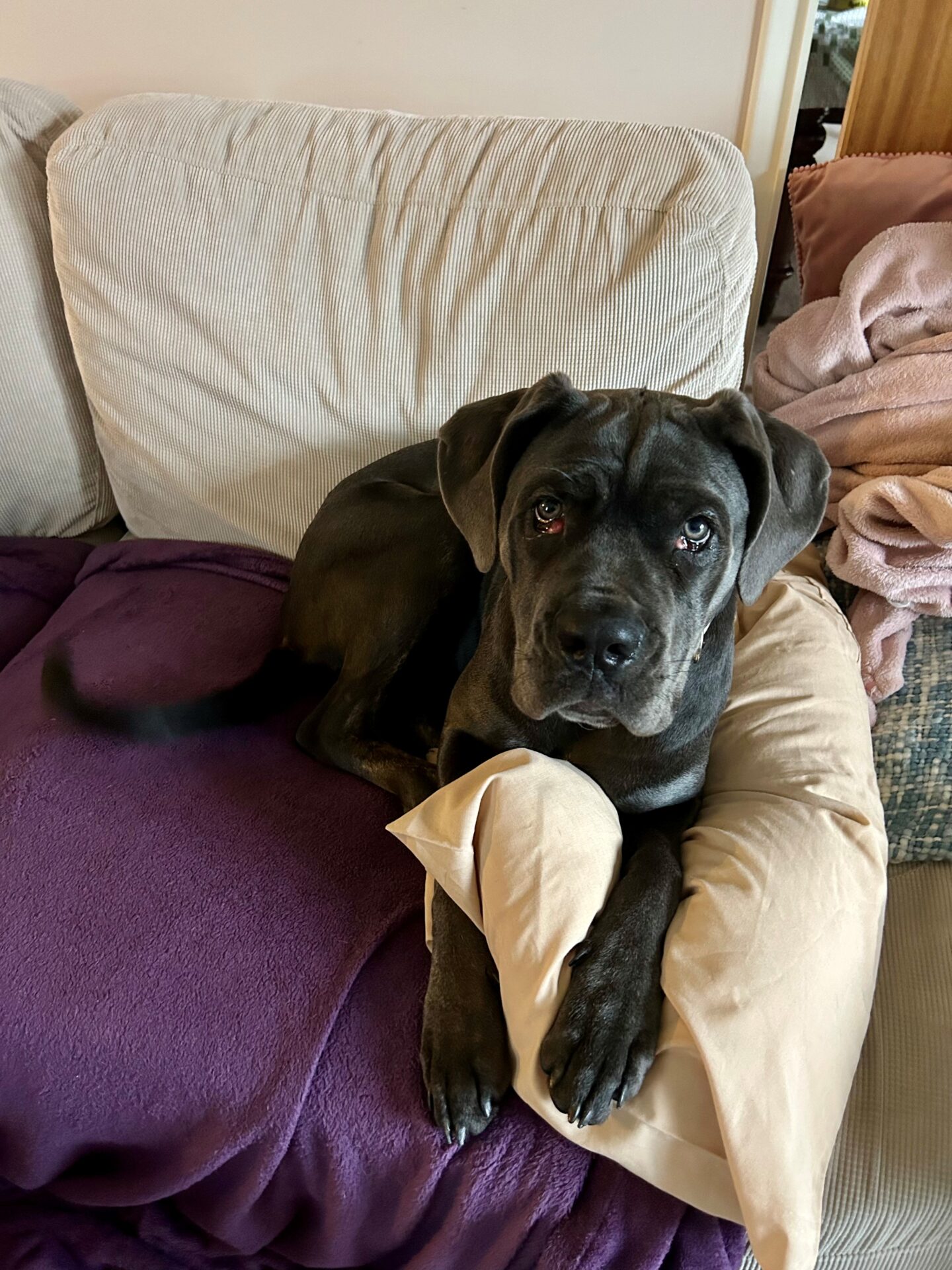 A large grey dog with a gentle expression rests on a beige and purple couch, lying on a beige pillow with its front paws crossed. The background includes more cushions and a soft blanket.