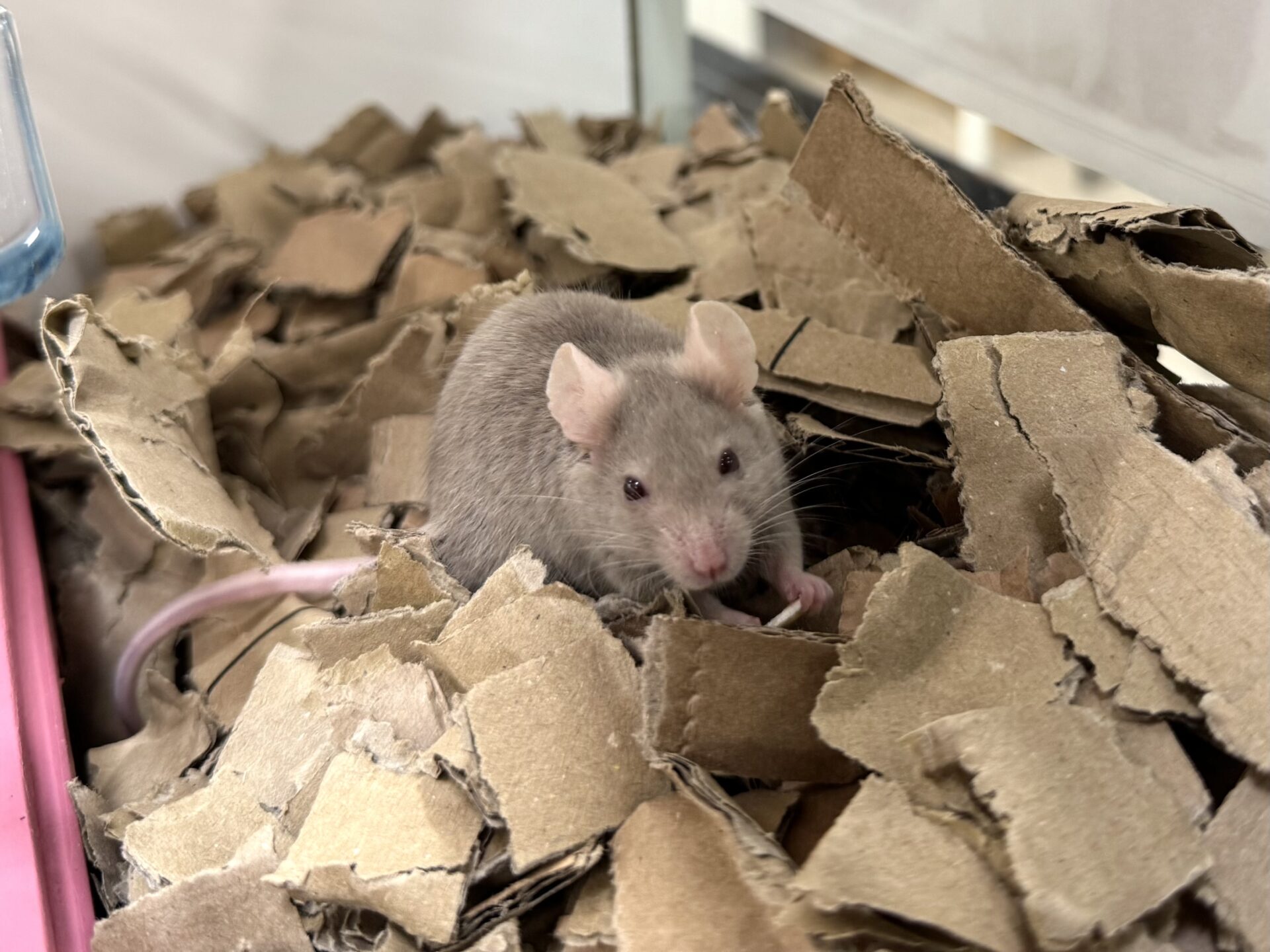 A small gray mouse with pink ears sits on a pile of shredded cardboard inside a cage, facing the camera.