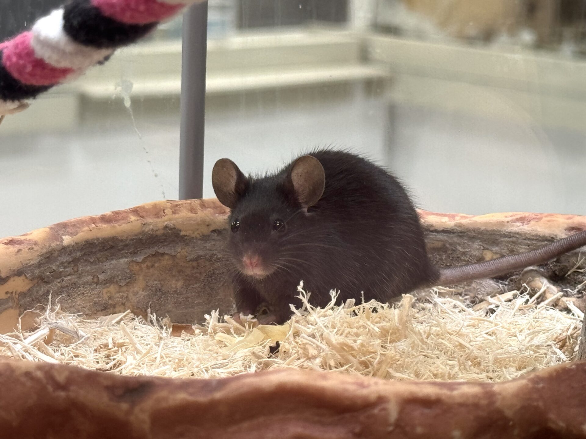 A small black mouse with large ears digging in aspen. A fuzzy pink-and-black striped rope is visible in the upper left corner.