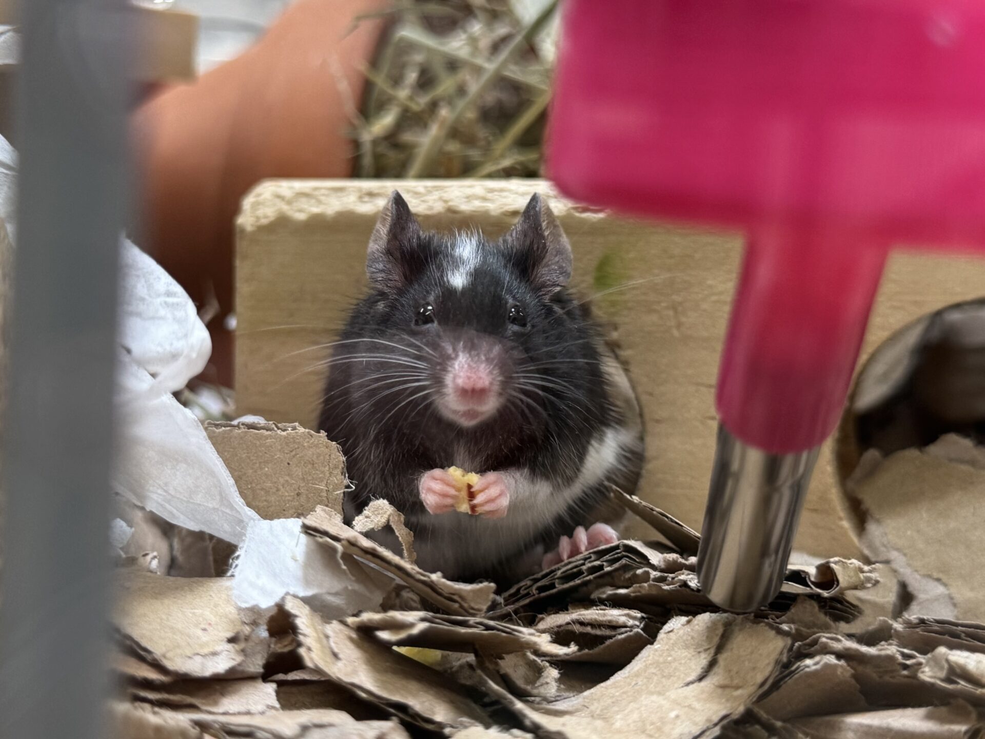 A black and white mouse sits among shredded cardboard, holding food in its paws. A pink water bottle and wooden house are visible in its enclosure.