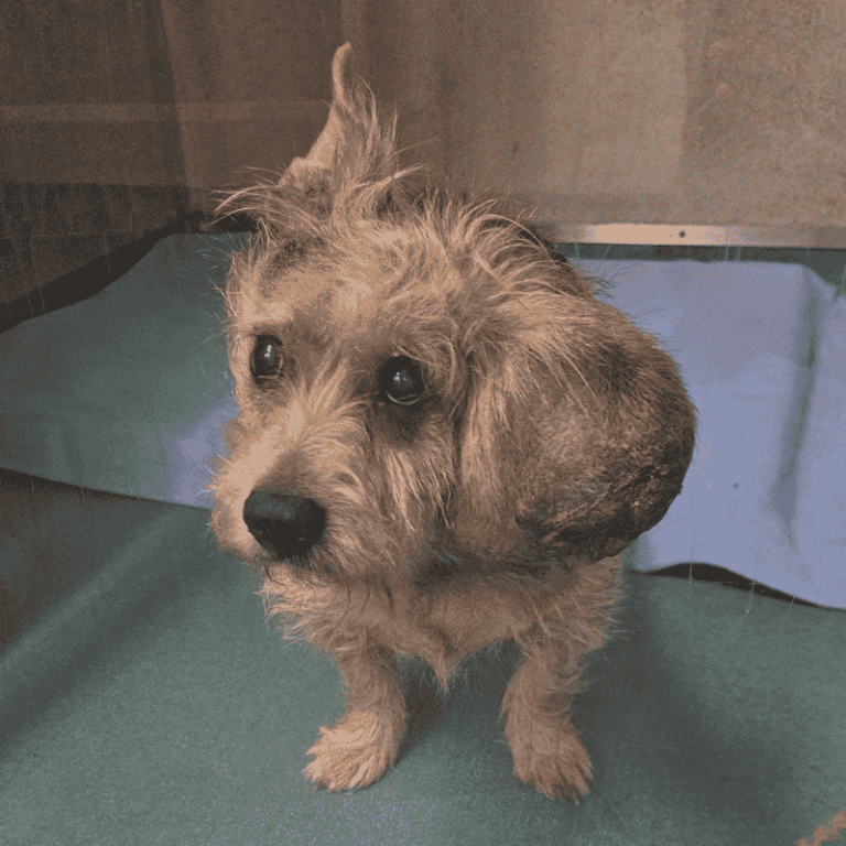 Norman with the tumour on his head