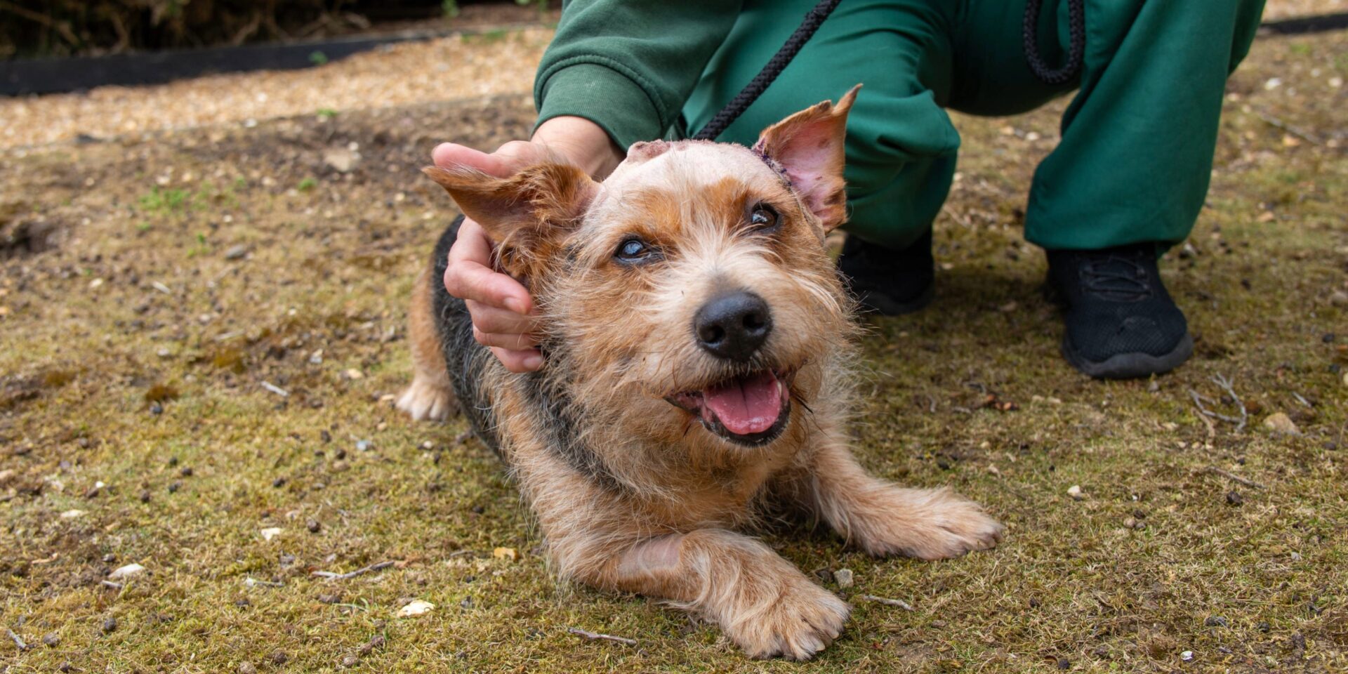 A small brown and black dog with pointy ears lies on grass, looking up with its mouth open and tongue slightly out, as a person in green pants—perhaps from Woodgreen pets charity—gently holds its leash and pets it.