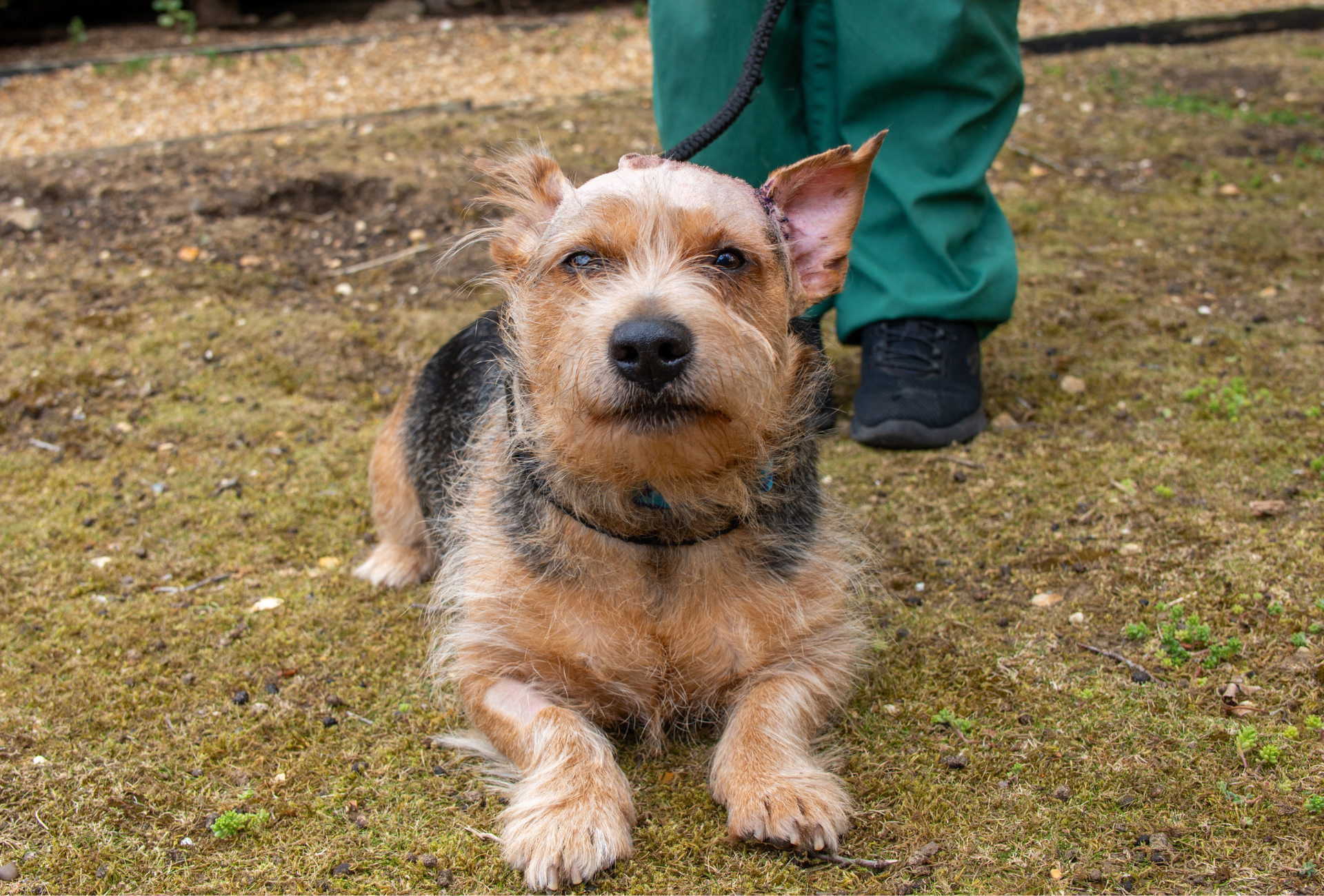 Norman outdoors with a Woodgreen dog carer