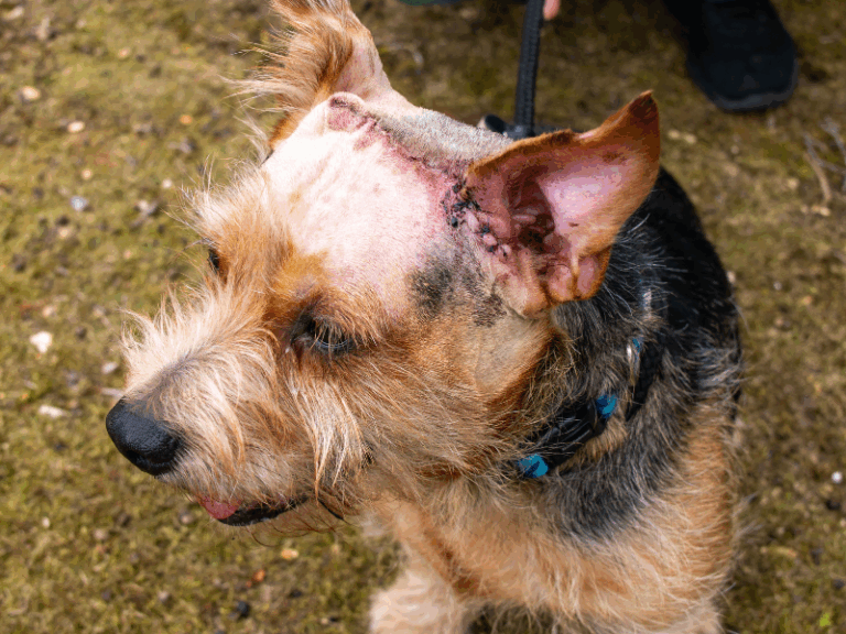 Norman post operation