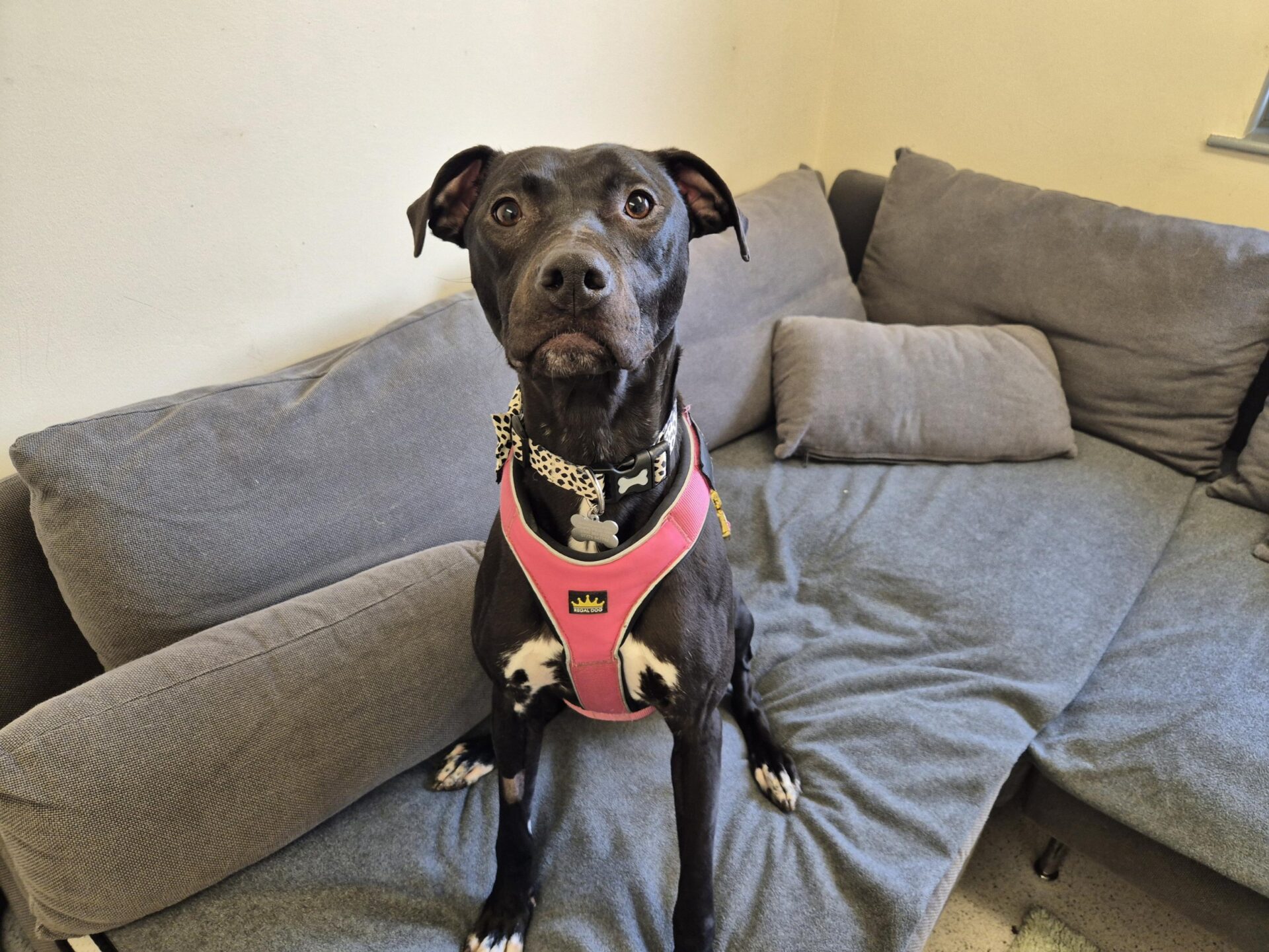 A black Bull Lurcher with white markings, wearing a pink harness, sits alertly on a gray couch with gray cushions in a room with cream-colored walls.