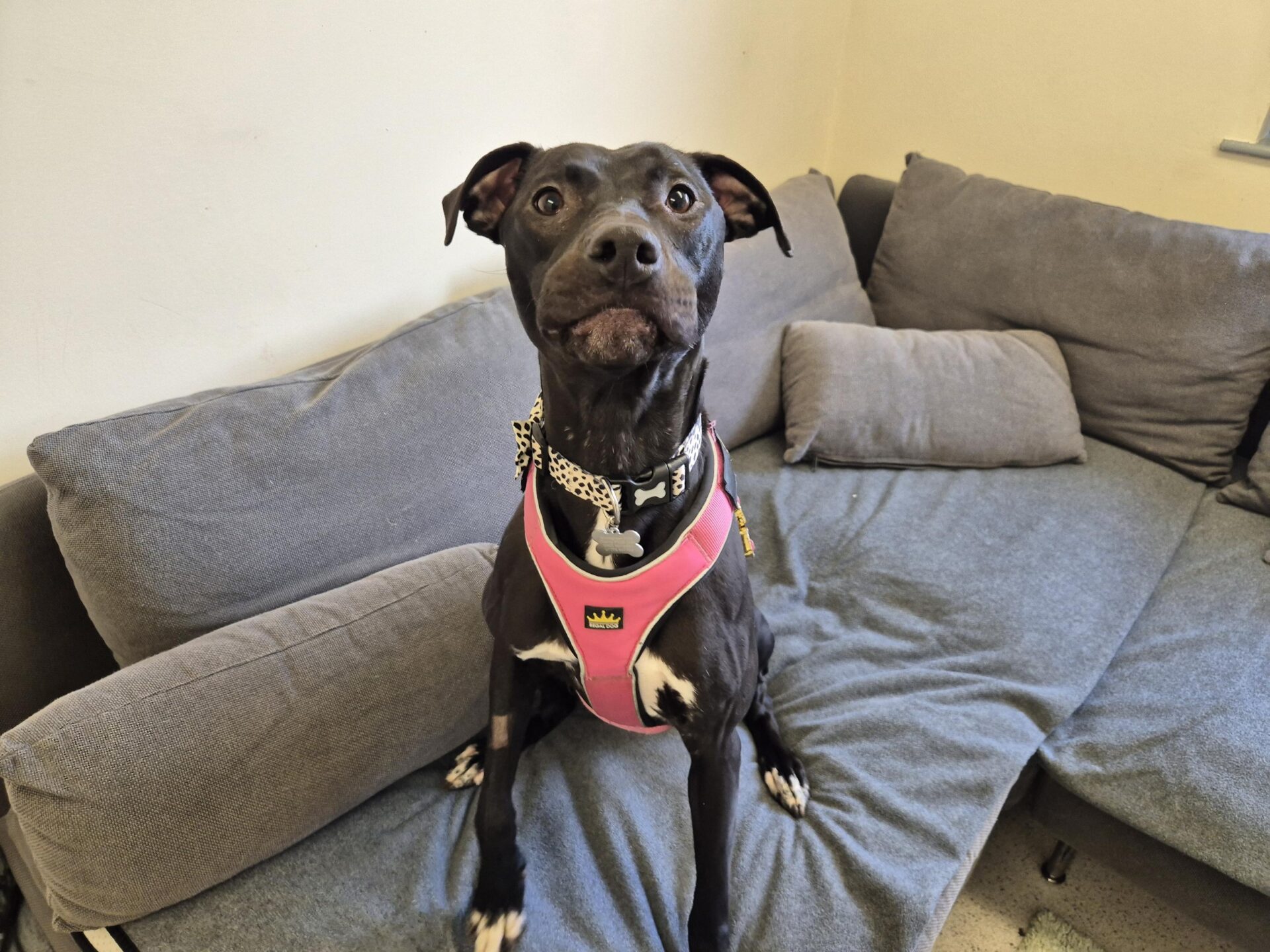 A black Bull Lurcher wearing a pink harness sits on a gray couch, looking up with ears perked. The gray-cushioned couch rests against a light-colored wall.