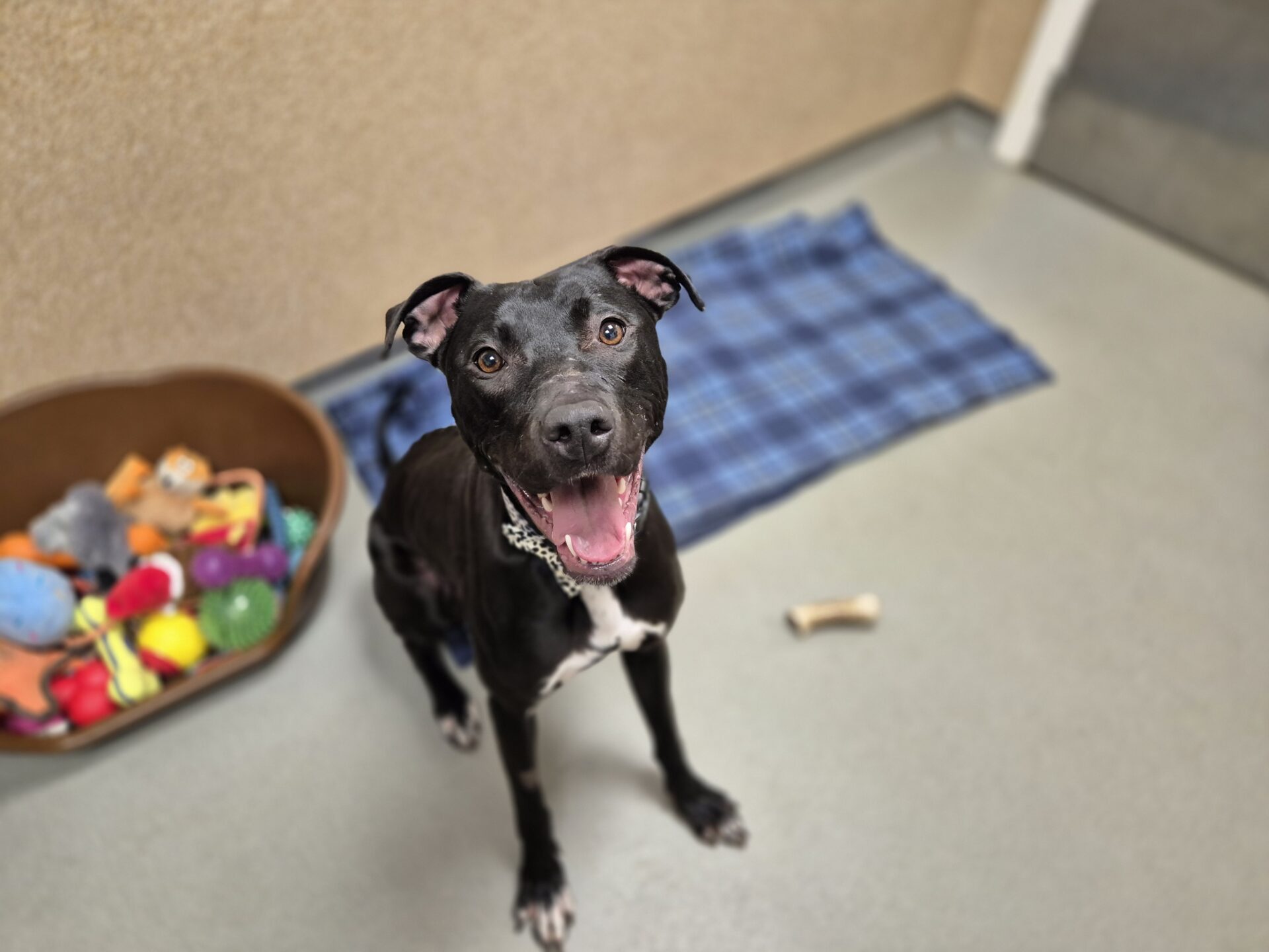 A happy Bull Lurcher with a black coat and white chest sits on a grey floor next to a blue plaid blanket and a basket filled with colorful toys, looking up with her mouth open and ears perked.