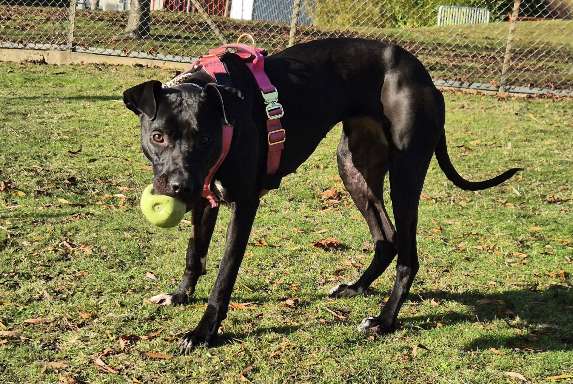 A black Bull Lurcher wearing a pink harness stands on the grass, holding a green ball in its mouth. Sunlight casts shadows on the ground, and a chain-link fence is in the background.
