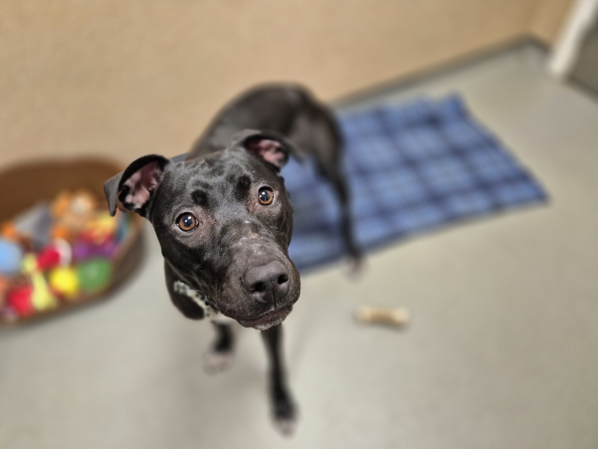 A black Bull Lurcher with white markings stands on a gray floor next to a blue plaid blanket, looking up at the camera. In the background, there’s a basket of colorful toys and a small bone on the floor.