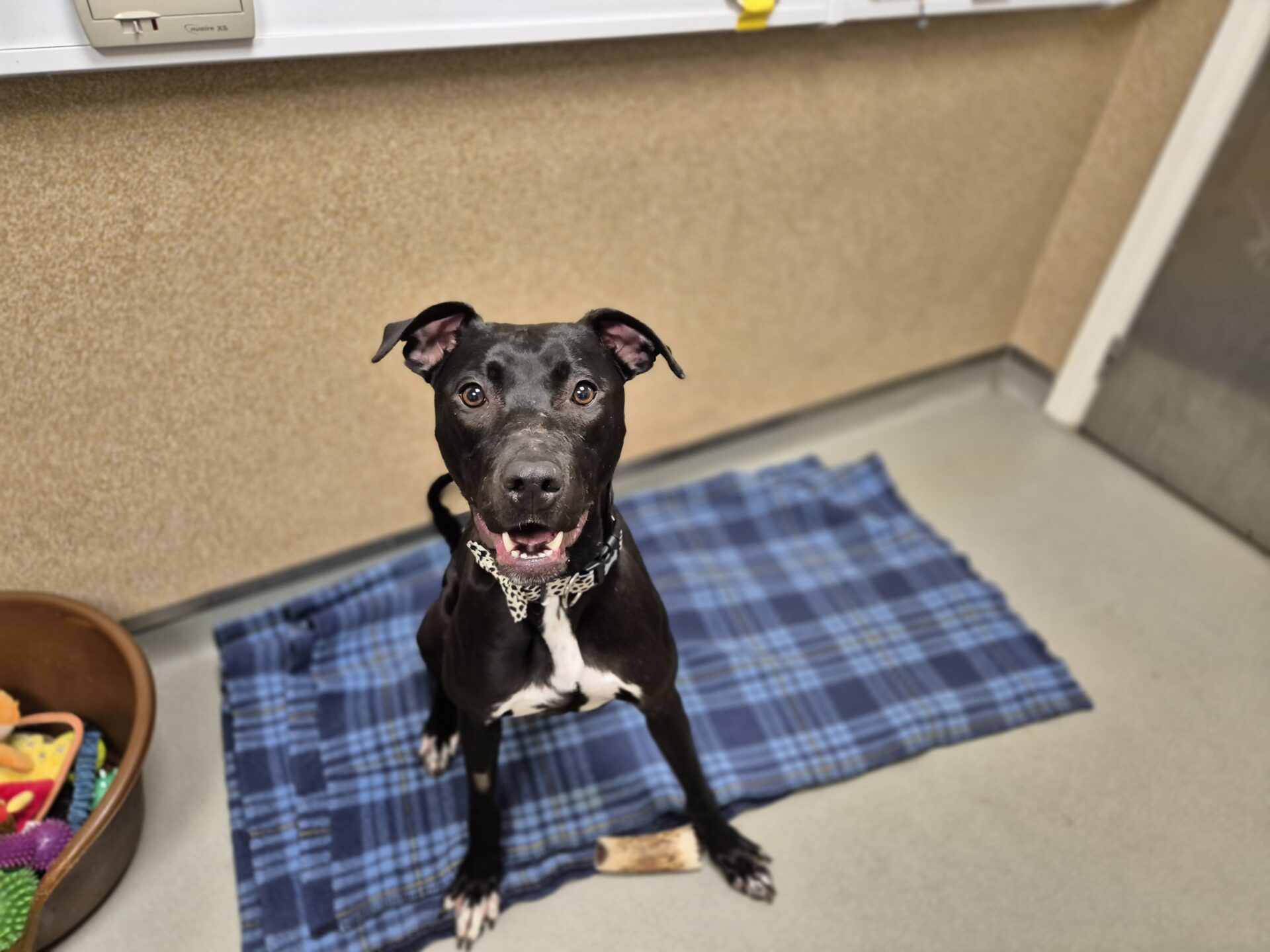 A Bull Lurcher with a black coat, white chest, and paws sits on a blue plaid blanket indoors, looking up with perked ears. A brown bin of toys is to the left on the floor.