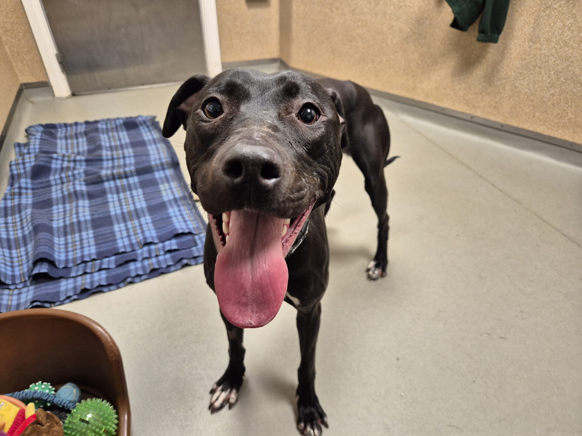 A black Bull Lurcher with a white patch on its chest stands indoors on a light-colored floor, looking up with its mouth open and tongue out. A blue plaid blanket and a basket of toys are nearby.