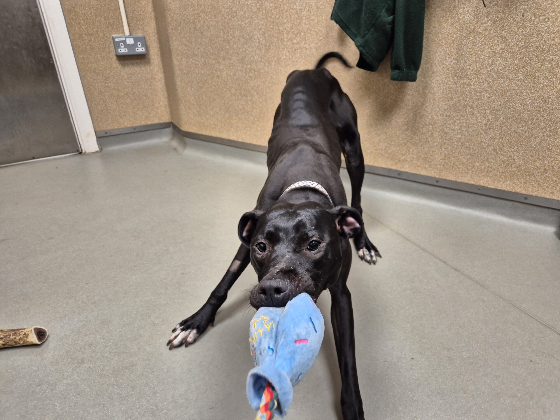 A black Bull Lurcher with a white collar tugs playfully on a blue plush toy in its mouth while standing on a gray floor in an indoor room with tan-colored walls.