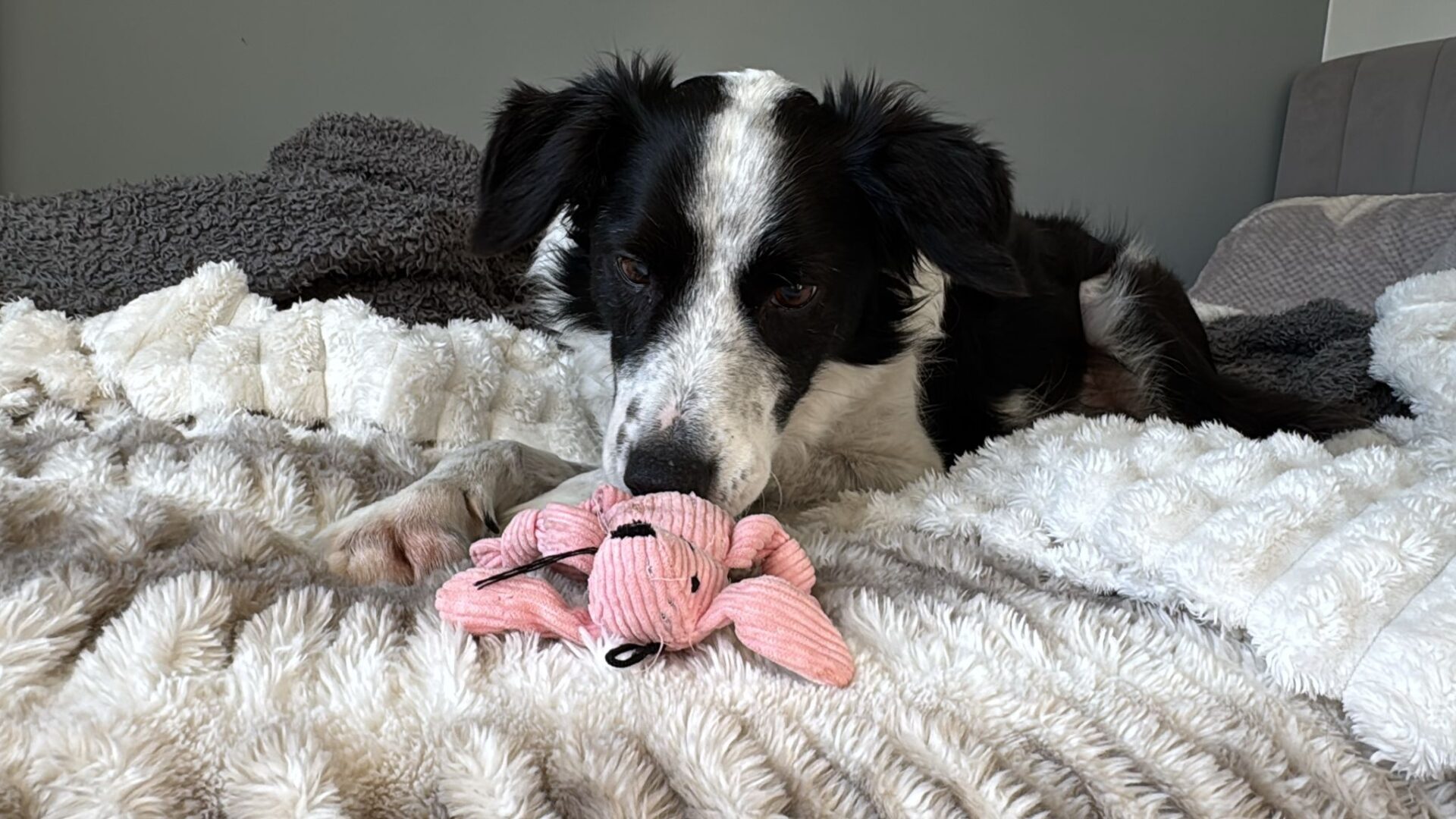 A black and white Border Collie lies on a fluffy bed, resting its head on a pink plush toy shaped like a bunny. The background features soft, textured blankets and a gray wall.