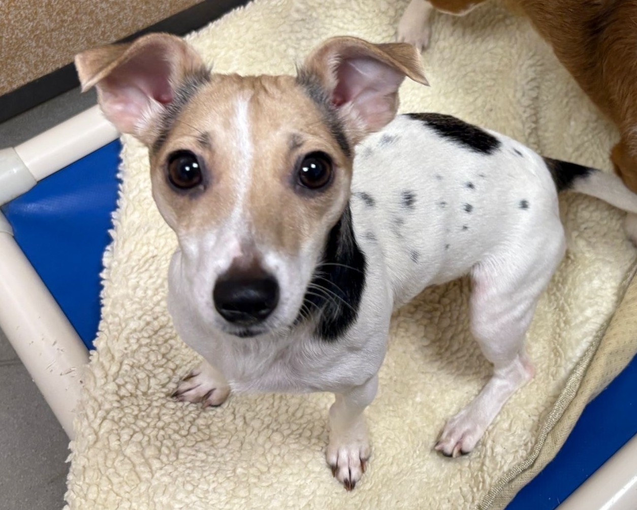 A small Jack Russel with tan and white fur, black spots on its back, and large, upright ears stands on a soft, cream-colored blanket, looking up with wide, dark eyes.