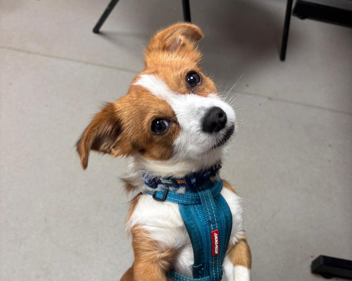 A small brown and white dog with a blue harness tilts its head and looks up with curious eyes, standing on a light gray floor with chair legs visible in the background.