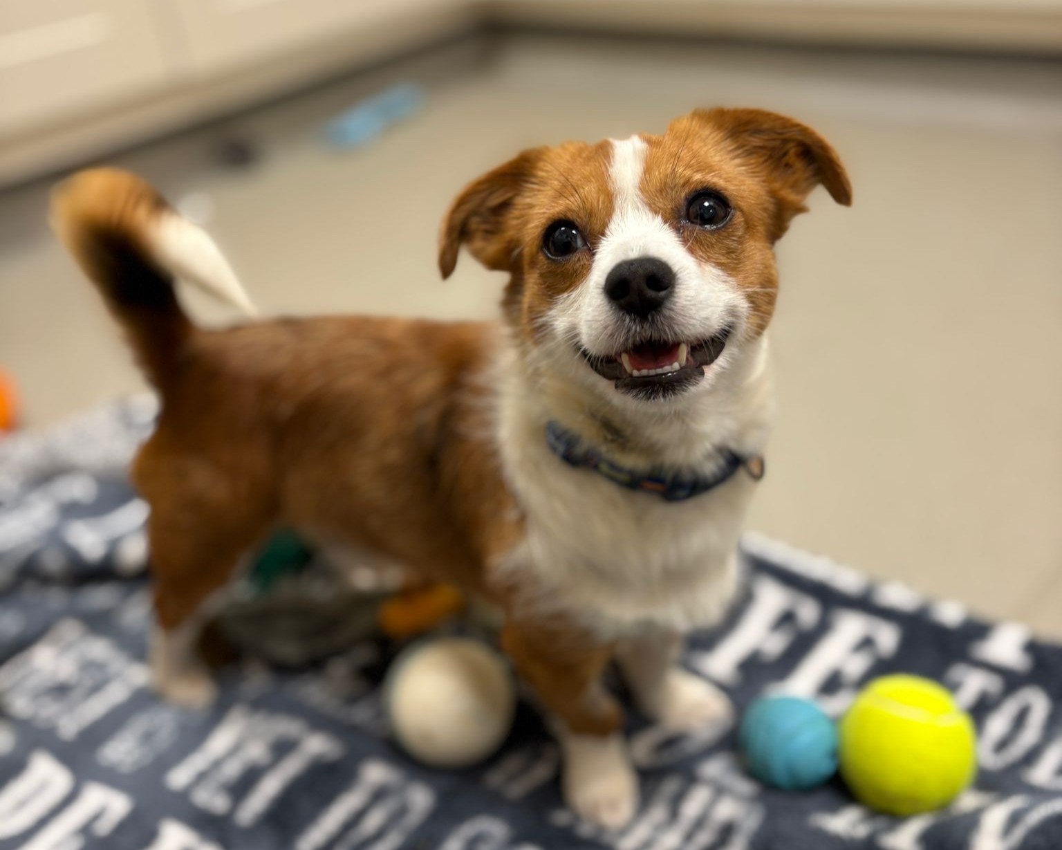A small brown and white dog stands on a patterned rug, smiling up at the camera. Several colorful toys, including a tennis ball and a blue ball, are scattered around it. The background is a light indoor space.
