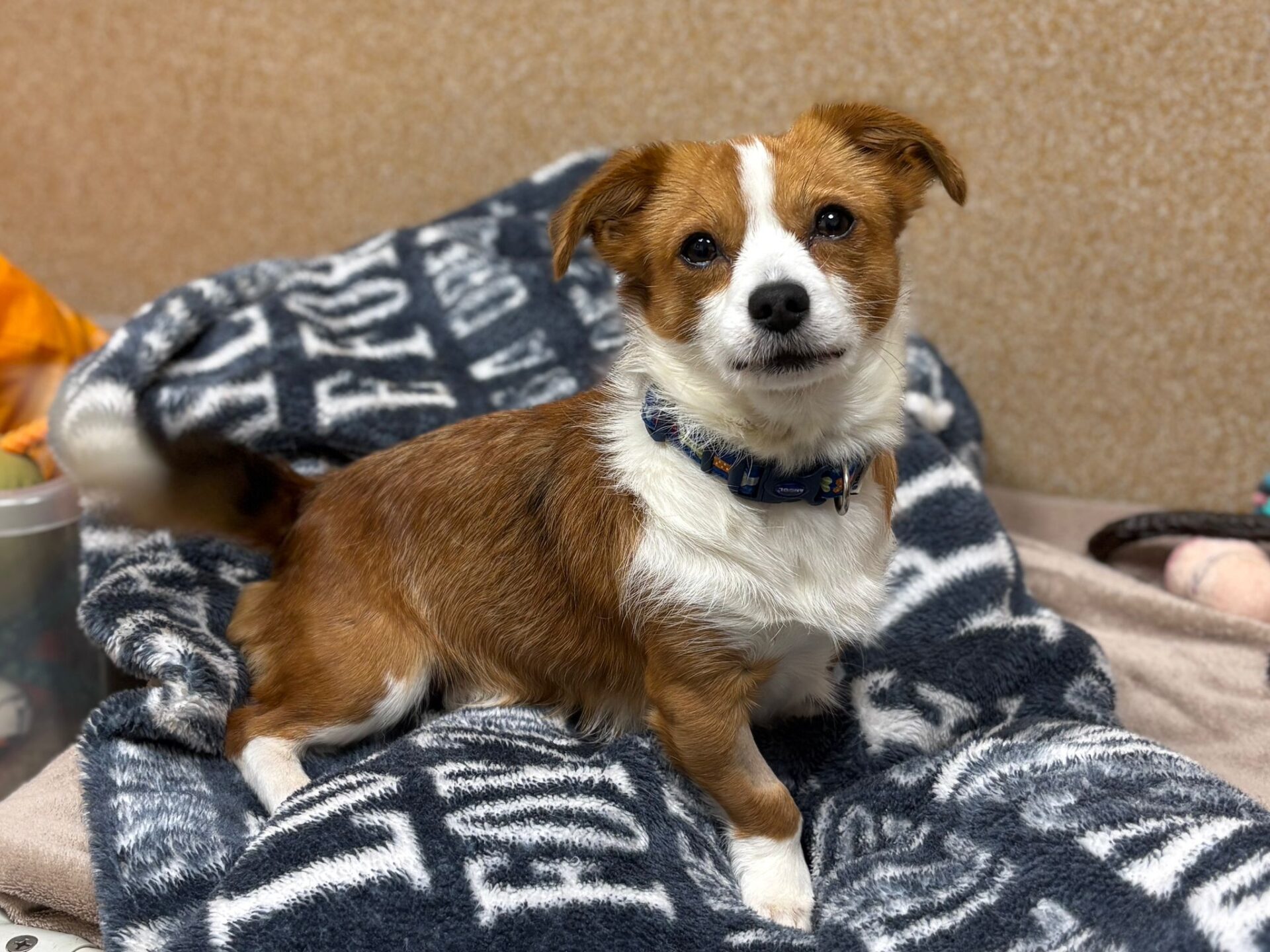 A small brown and white dog with a blue collar sits on a fleece blanket, looking at the camera with alert ears and expressive eyes. The background is a neutral wall.