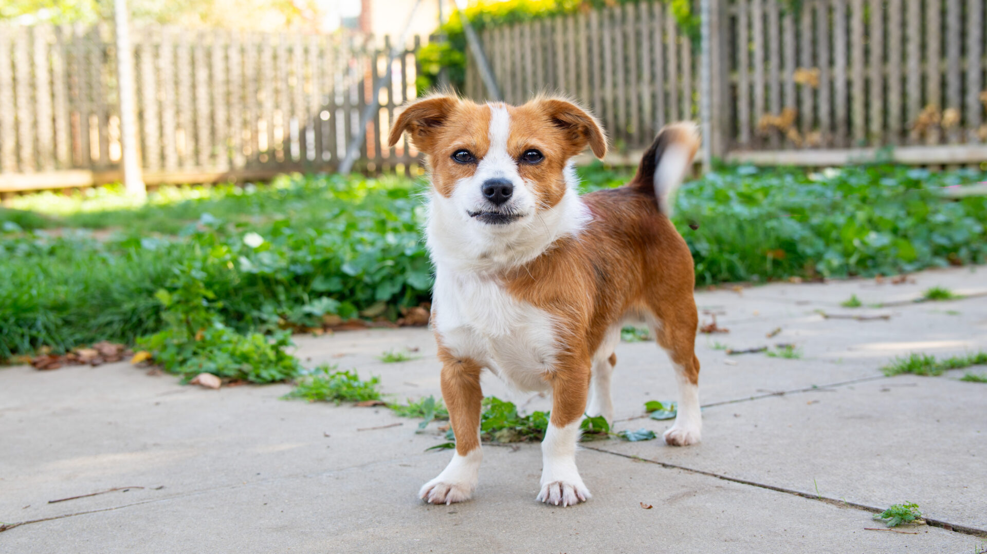 A small brown and white dog stands on a concrete patio in a backyard with green grass and a wooden fence in the background. The dog looks alert and curious.