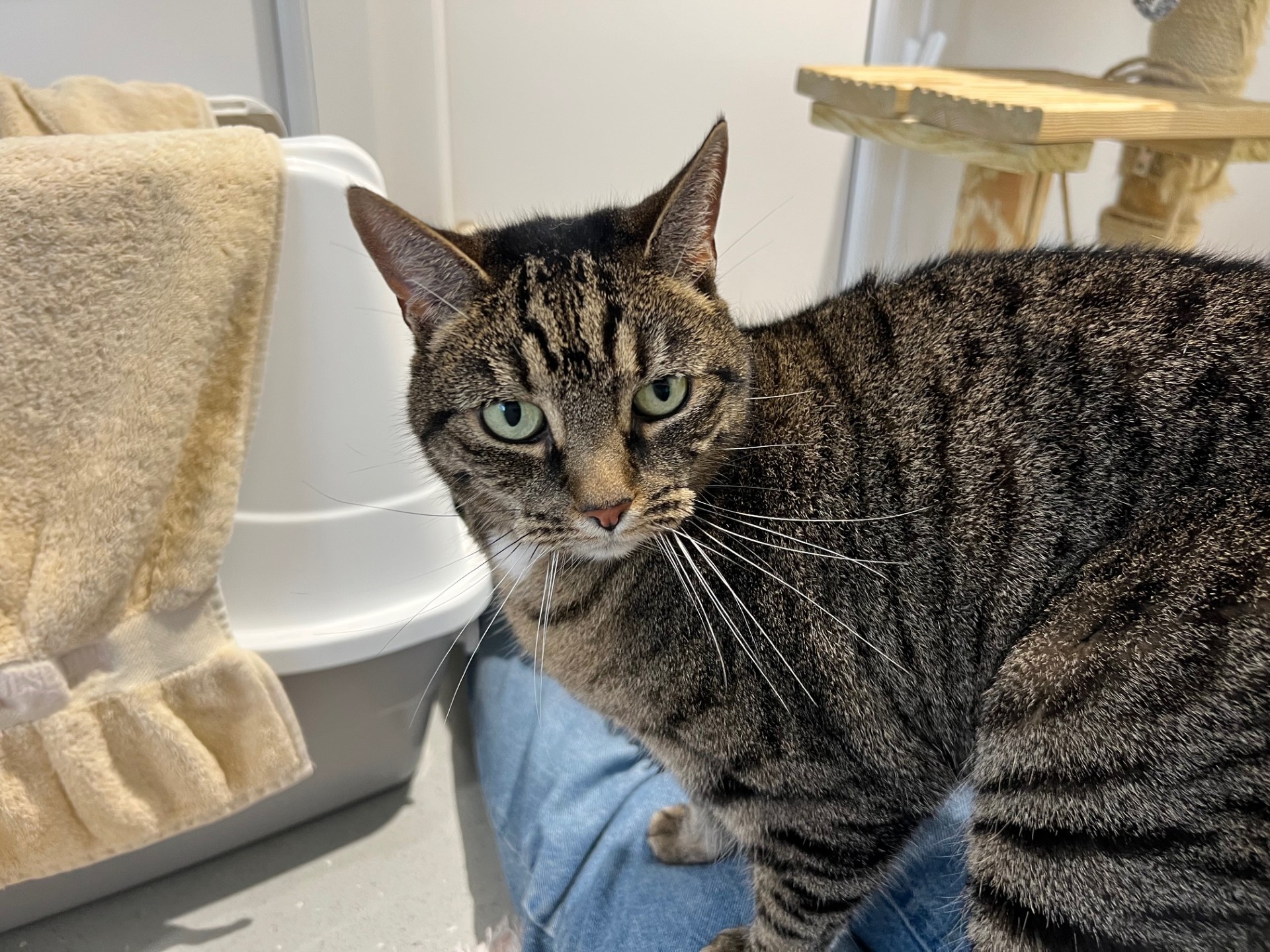 A tabby cat with green eyes sits indoors on a persons lap, looking directly at the camera. Behind the cat, a covered litter box and a beige towel are visible.