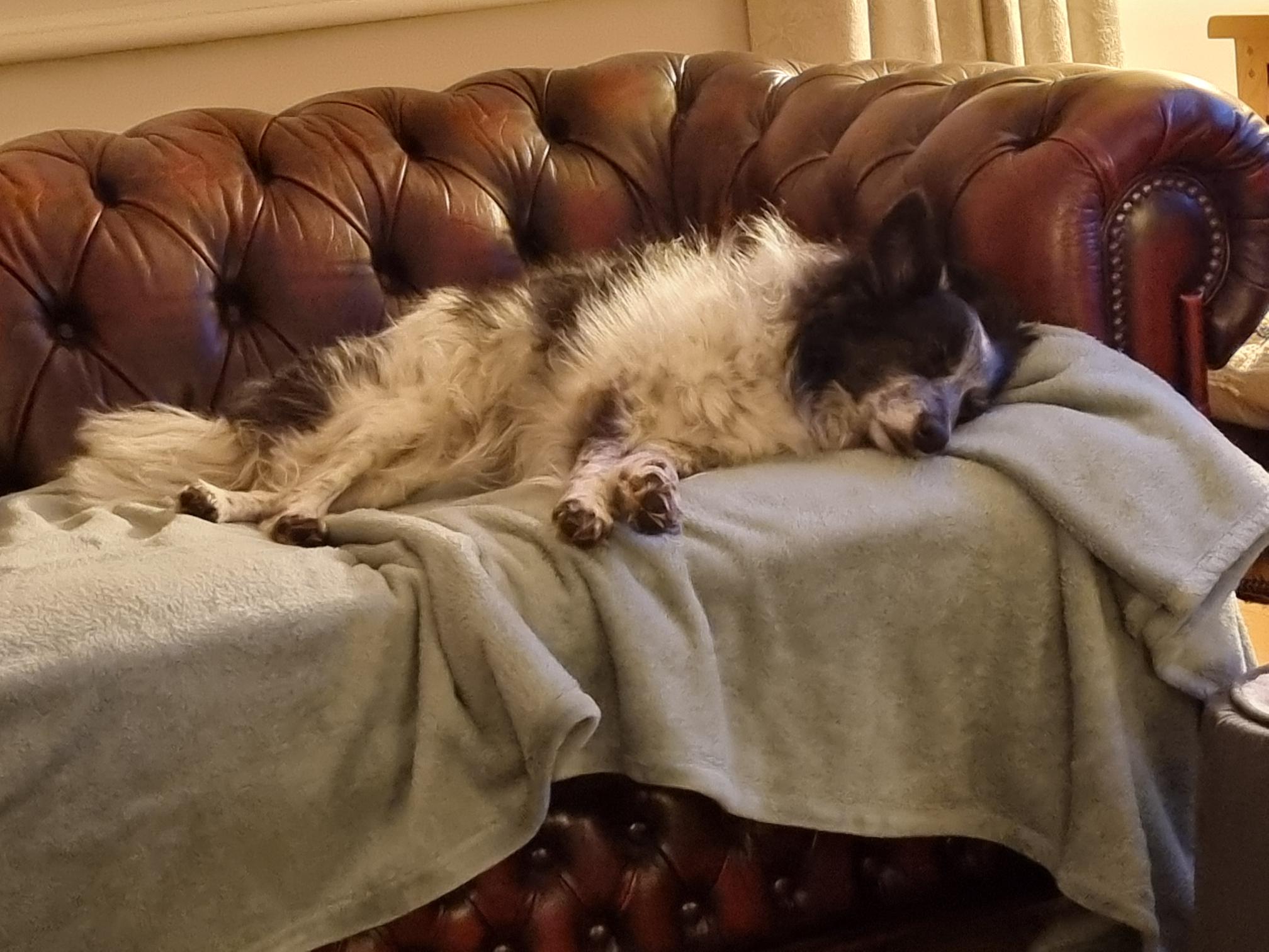 A black and white dog is lying on its side, sleeping on a brown leather sofa covered with a light gray blanket in a cozy living room.