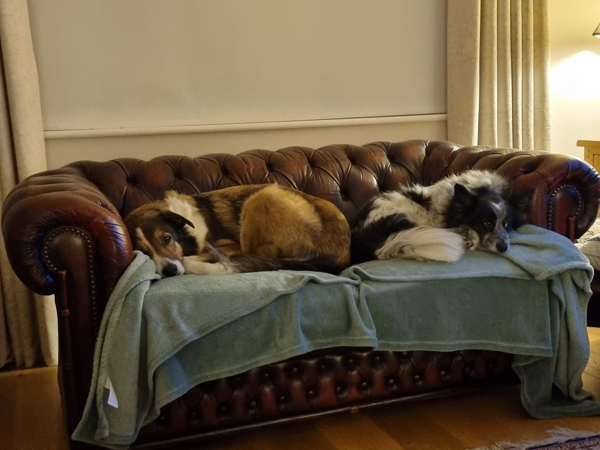 Two dogs are lying on a brown leather Chesterfield sofa covered with a green blanket, resting and looking relaxed in a cozy living room with beige curtains and warm lighting.