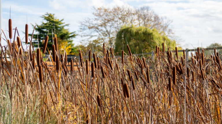 A dense reed bed of tall brown cattails helps Woodgreen Pets Charity sustainably scrub waste water, with trees and a fence in the background beneath a partly cloudy sky.