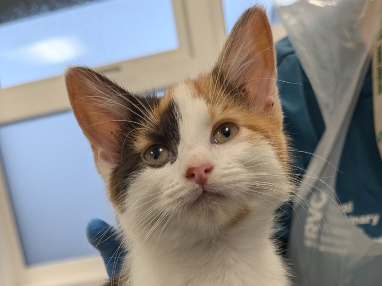 A close-up of a calico kitten with white, orange, and black fur, looking slightly upward. The background shows a blurred window and a person in a blue shirt and plastic apron.