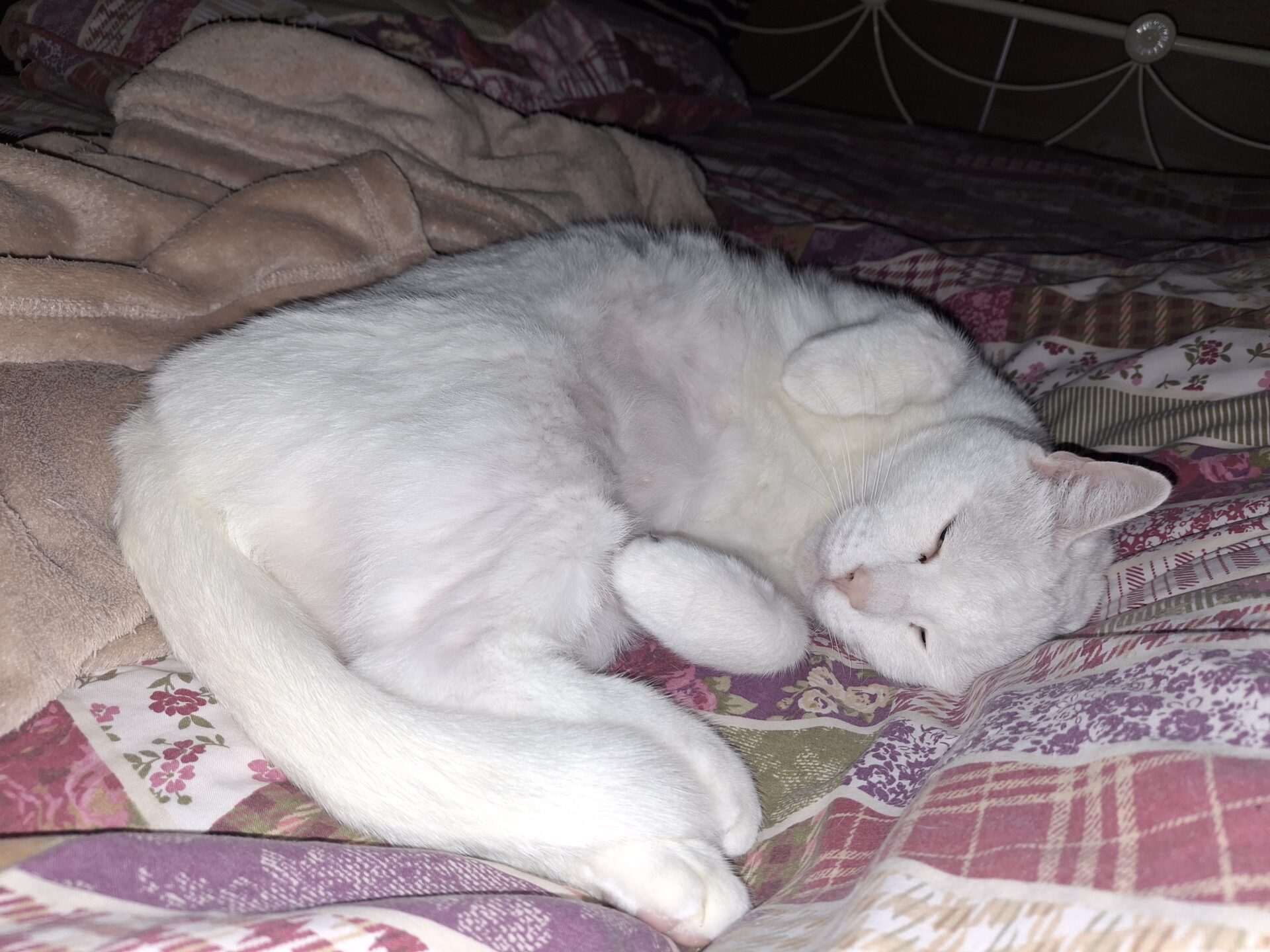 A white cat is lying on its side on a patterned bedspread, with its eyes half-closed and paws curled up, looking relaxed and comfortable. A beige blanket is partially visible beside the cat.