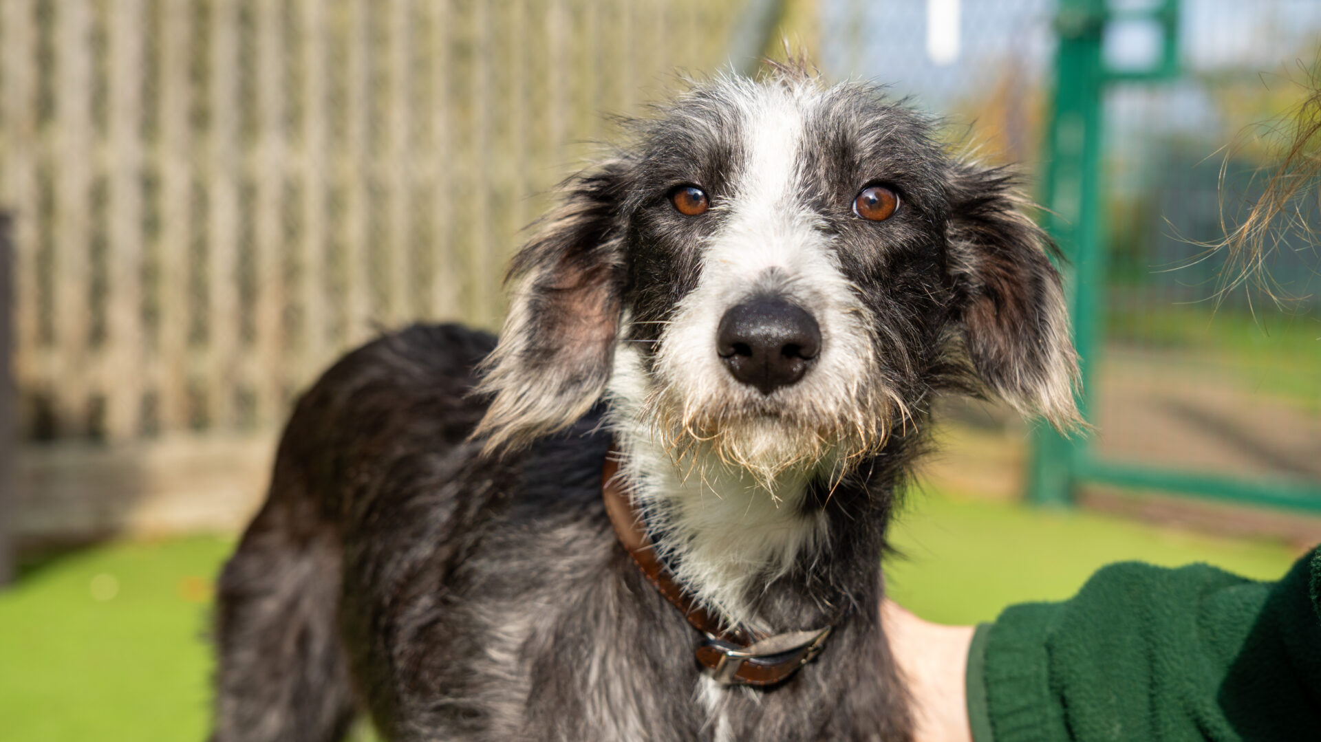 A scruffy black and white dog with a white muzzle and chest stands outdoors on green grass, looking directly at the camera. Someones hand gently rests on its side. A fence and gate are visible in the background.