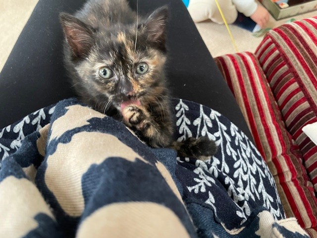 A small tortoiseshell kitten sits on a persons lap, looking up with wide eyes and licking its paw. The person wears black pants and a patterned blanket, and a red-striped couch is visible beside them.
