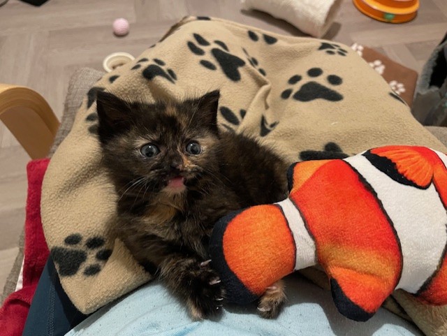A small tortoiseshell kitten with wide eyes sits on a paw-print blanket, holding an orange and white clownfish plush toy on its lap.