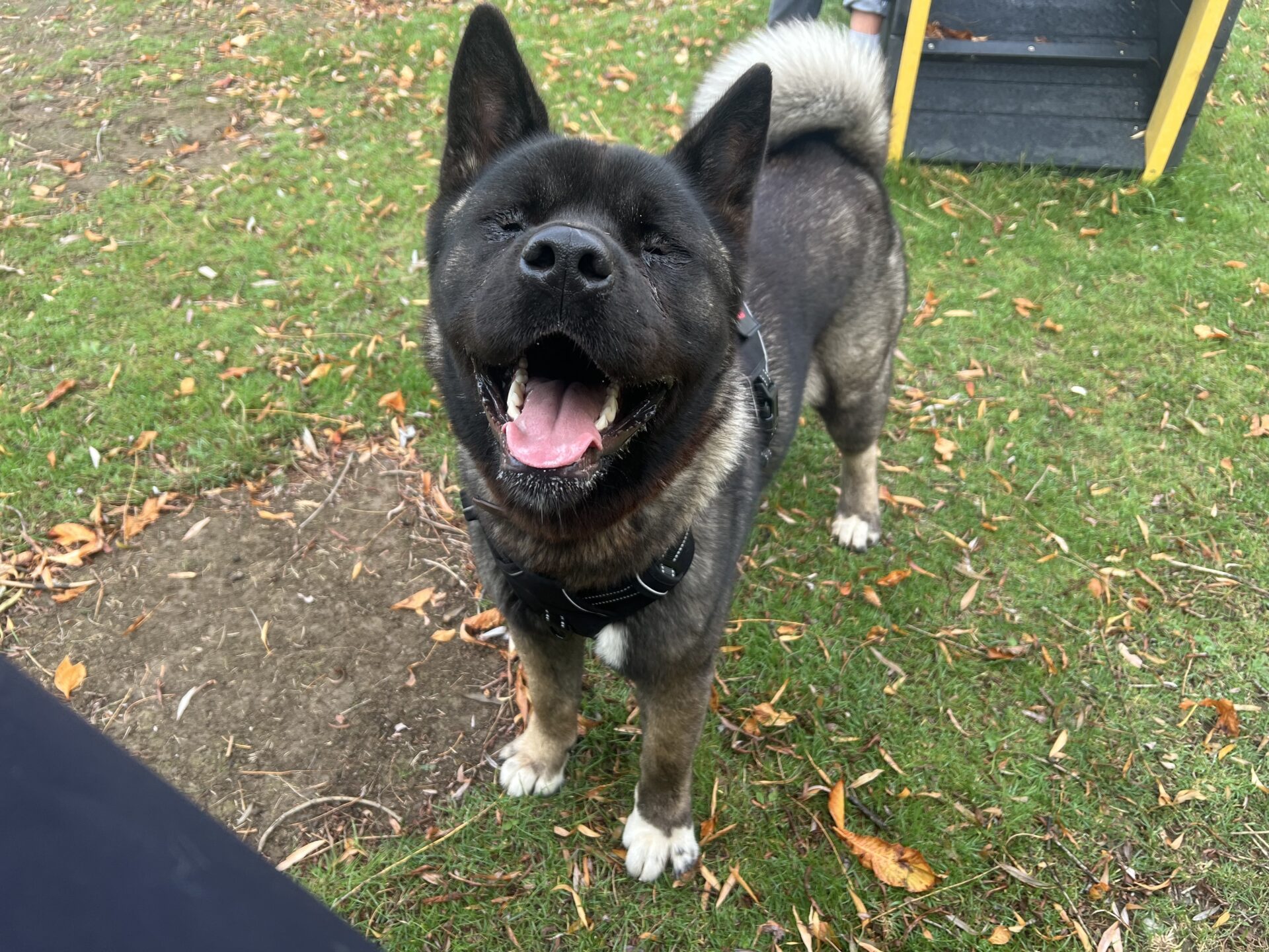 A happy, dark-furred American Akita with pointy ears and a fluffy tail stands on green grass, mouth open as if smiling. Some fallen leaves and part of a playground structure are visible in the background.