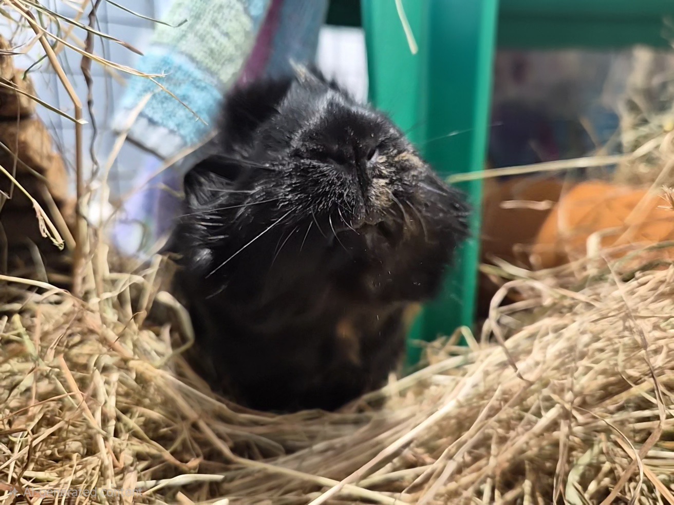 A black guinea pig with messy fur sits in a pile of hay, looking upward. There is a colorful cloth and a green object behind the curious guinea pig.