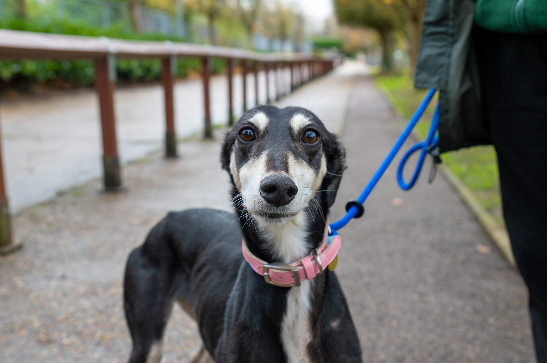 A black and white greyhound wearing a pink collar stands on a leash, looking at the camera while being walked outside on a paved path.
