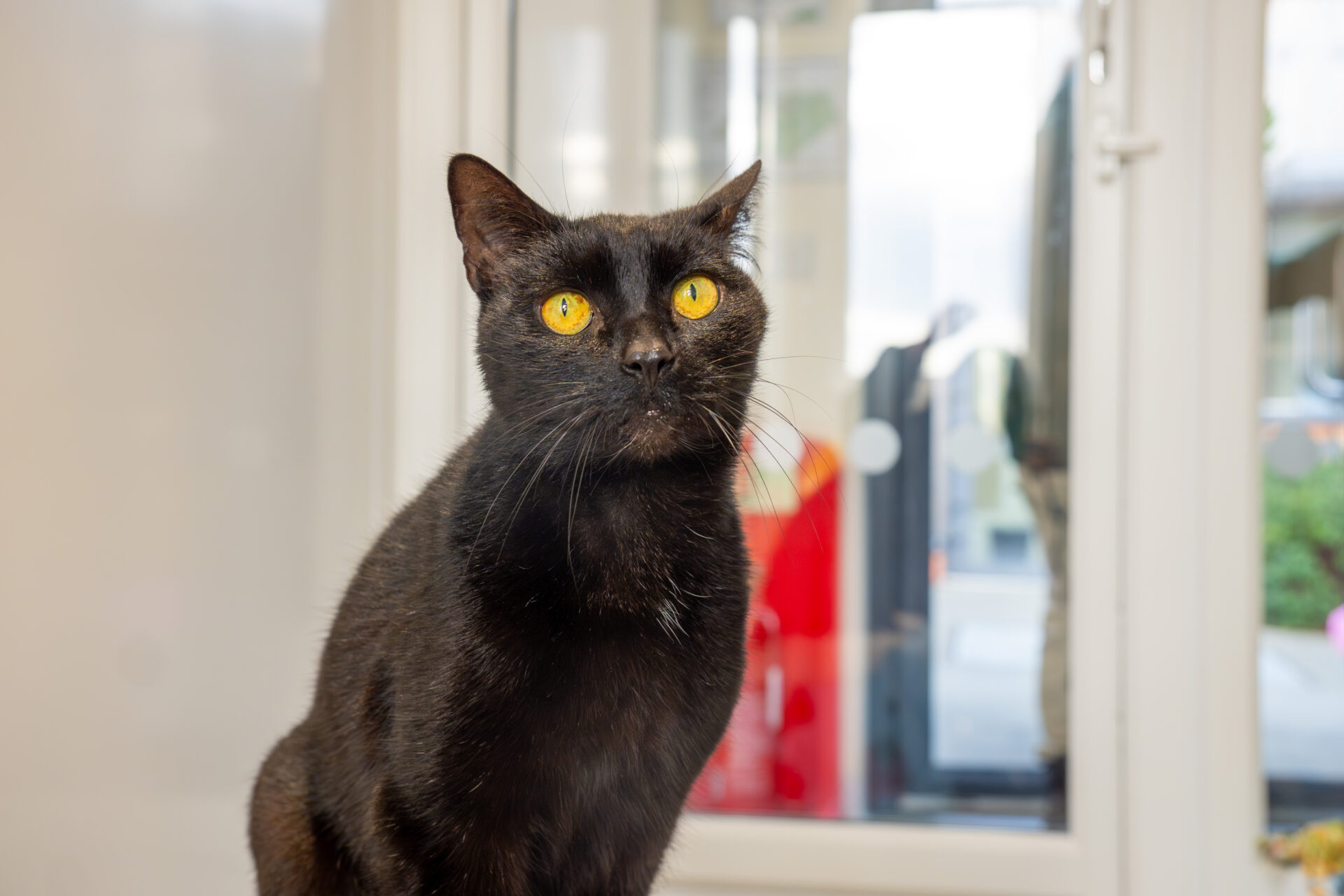A black cat with bright yellow eyes sits indoors in front of a window, looking slightly to the left. The background is softly blurred with light streaming in.