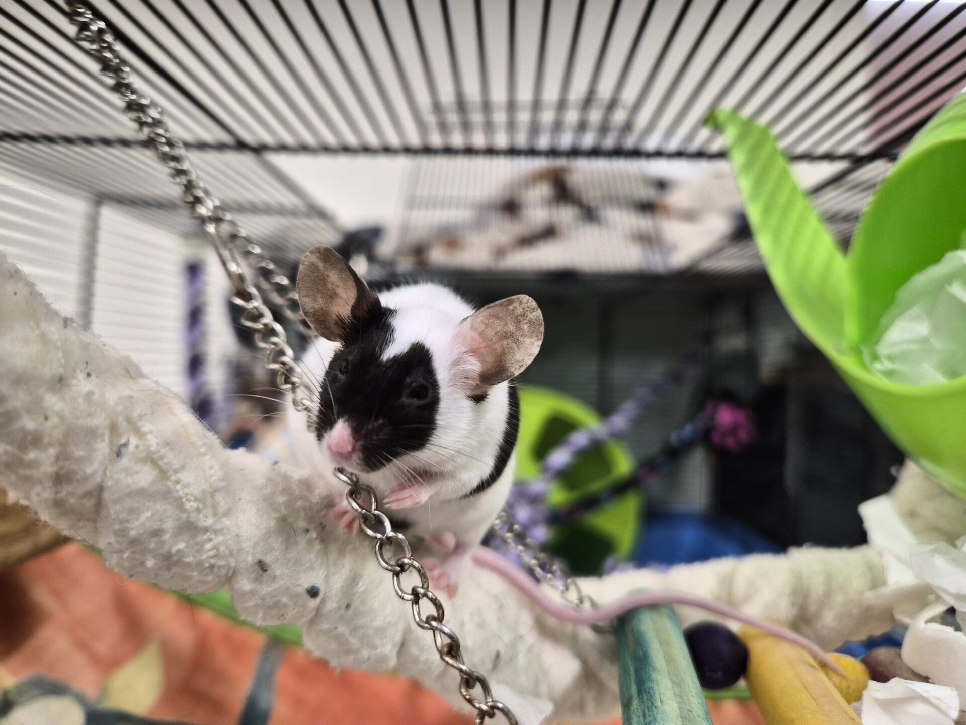 A small black and white mouse with large ears sits on a soft rope perch in a colorful cage, holding onto a dangling metal chain with its front paws. Various toys and accessories are visible in the background.