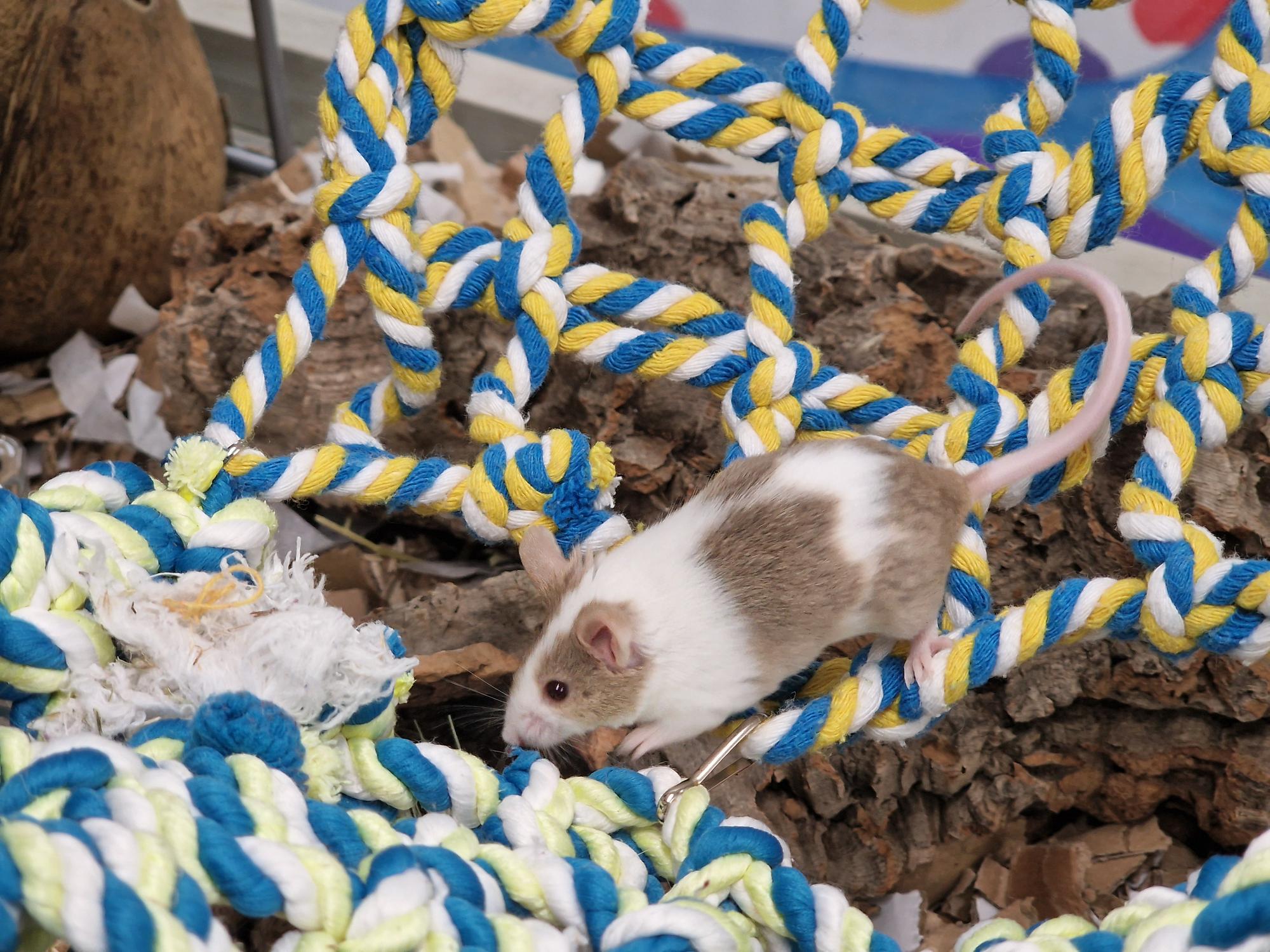 A small white and brown mouse walks on colorful blue, yellow, and white braided ropes inside an enclosure decorated with wood and shredded paper.