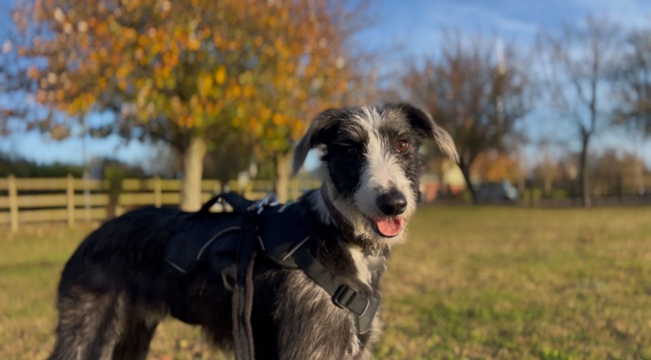 A black and white Lurcher wearing a harness stands on grass in a park, with trees and a wooden fence in the background. The sky is clear and sunny, and the dog looks at the camera with its mouth slightly open.