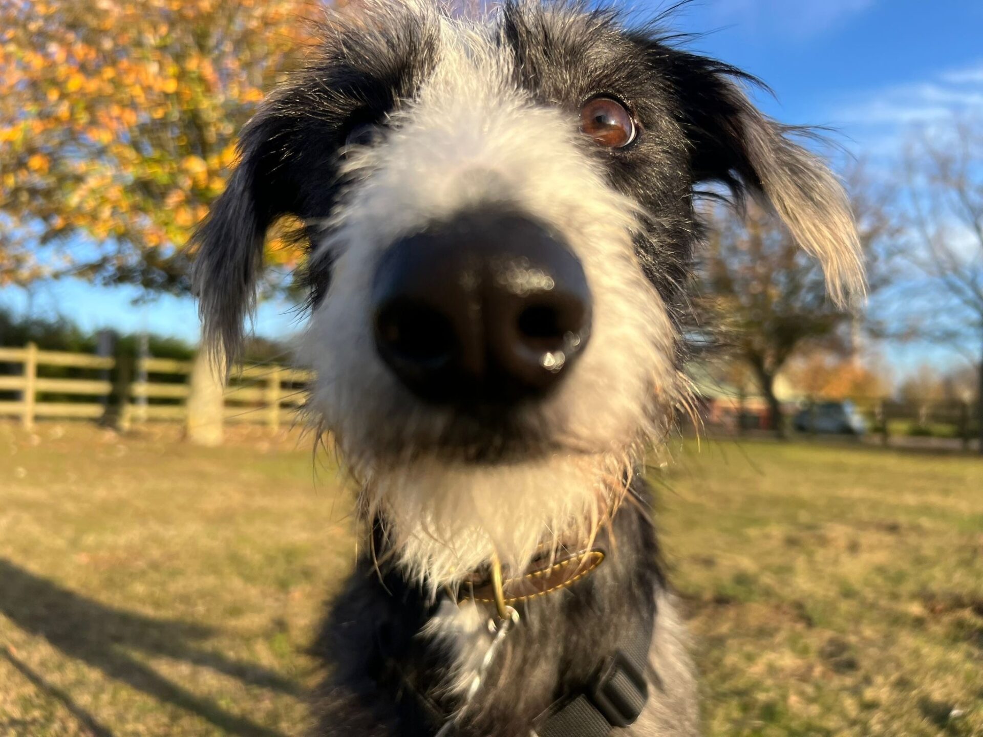 Close-up of a scruffy-faced Lurcher, its black and white nose in focus. In the background, a grassy field stretches to a wooden fence and trees adorned with autumn leaves beneath a clear blue sky.