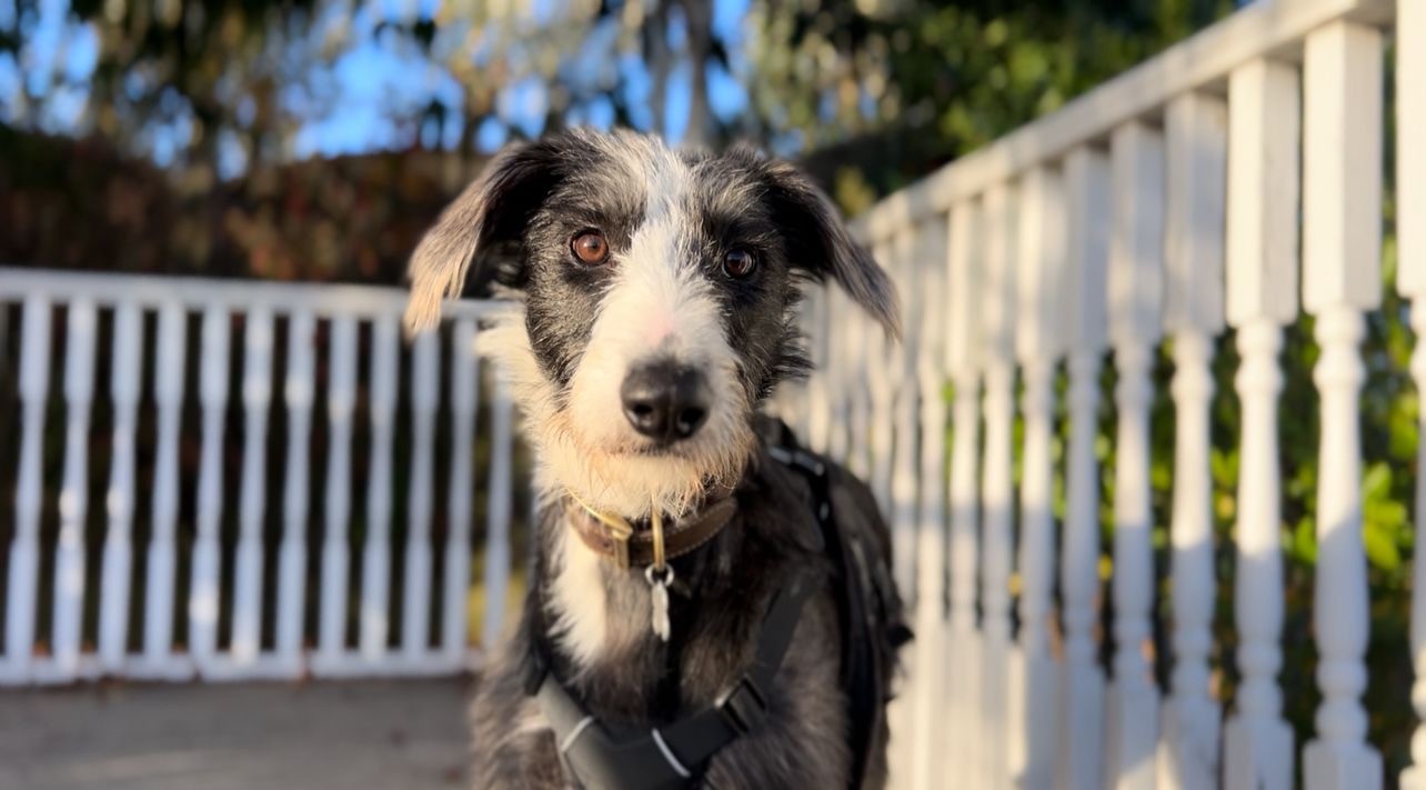 A black and white Lurcher with a harness stands outdoors in front of a white fence, looking at the camera with alert ears and bright eyes. Sunlight creates a warm, natural atmosphere.