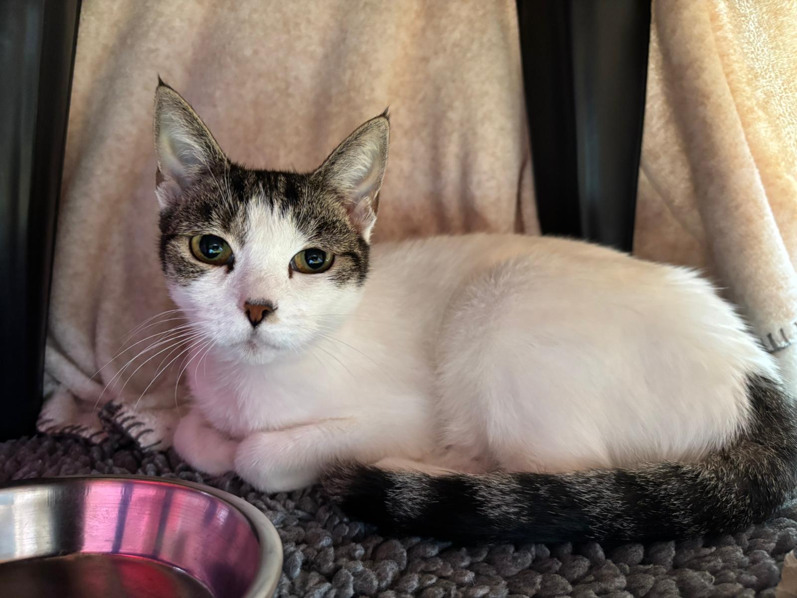 A white cat with dark gray markings on its face, ears, and tail is lying on a soft gray blanket inside a cozy space, next to a metal food bowl. The cat is looking calmly at the camera.