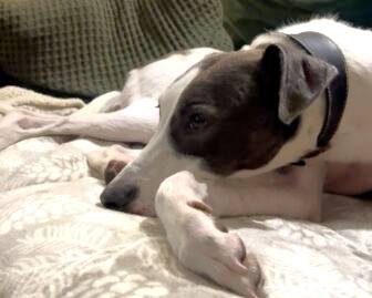 A white and brown Lurcher with a black collar lies on a patterned blanket, resting its head on its front paw and gazing calmly to the side.