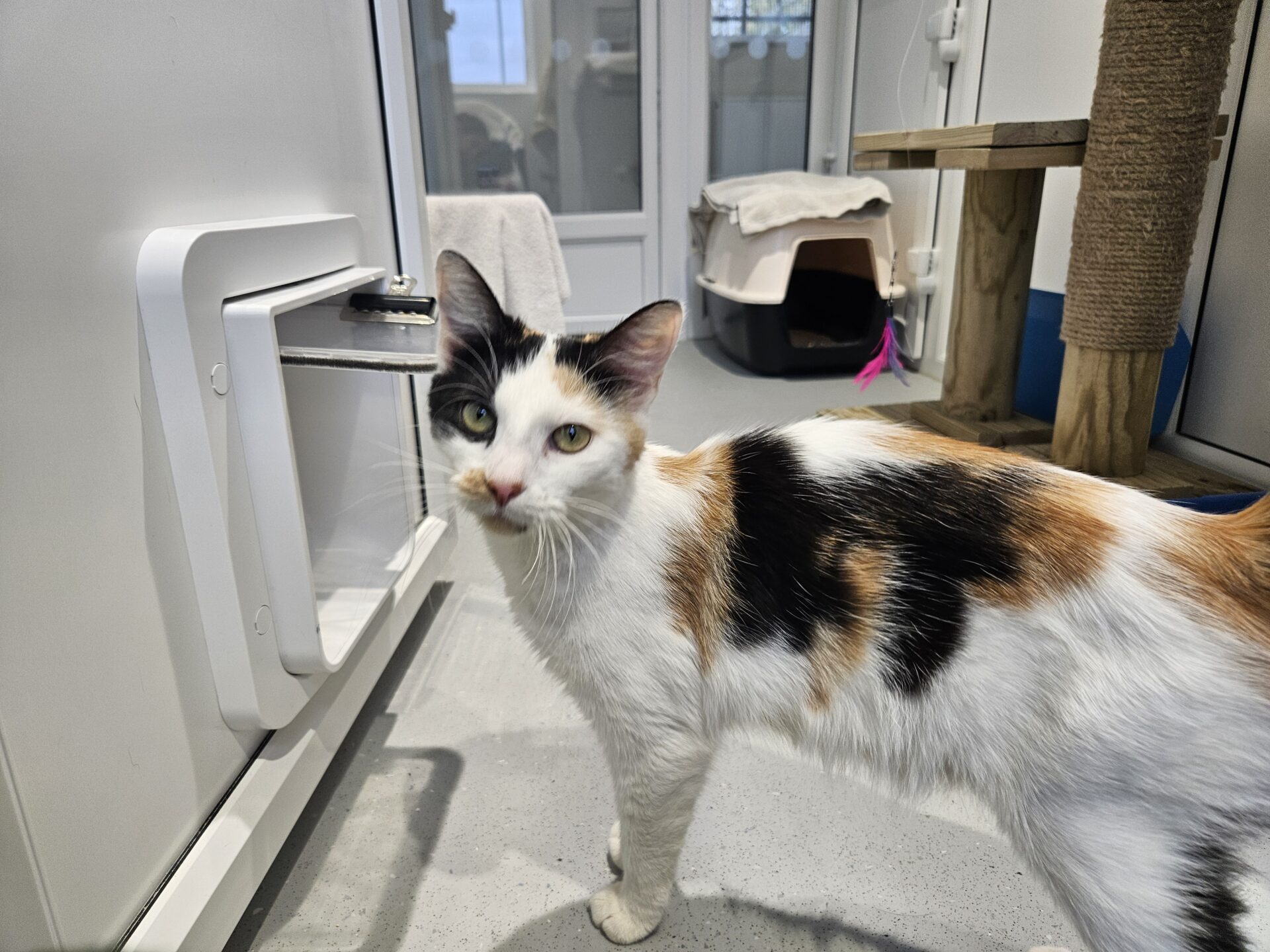 A white cat with black and orange patches stands indoors near a cat flap, looking at the camera. In the background are a cat tree, a scratching post, and a covered litter box.