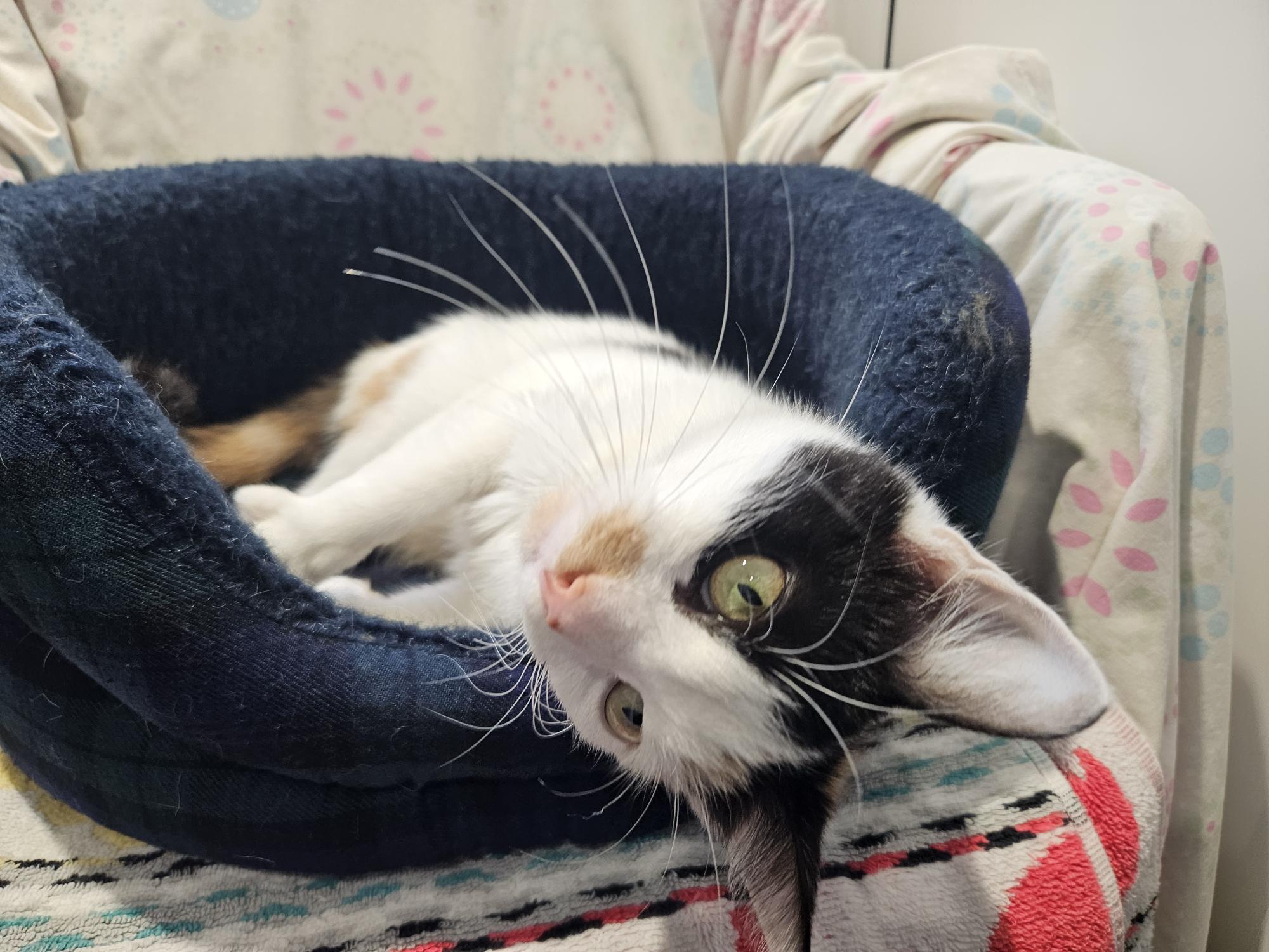 A black, white, and orange cat lies on its side in a dark blue pet bed, looking up with wide green eyes. The background shows a patterned blanket draped over a chair.