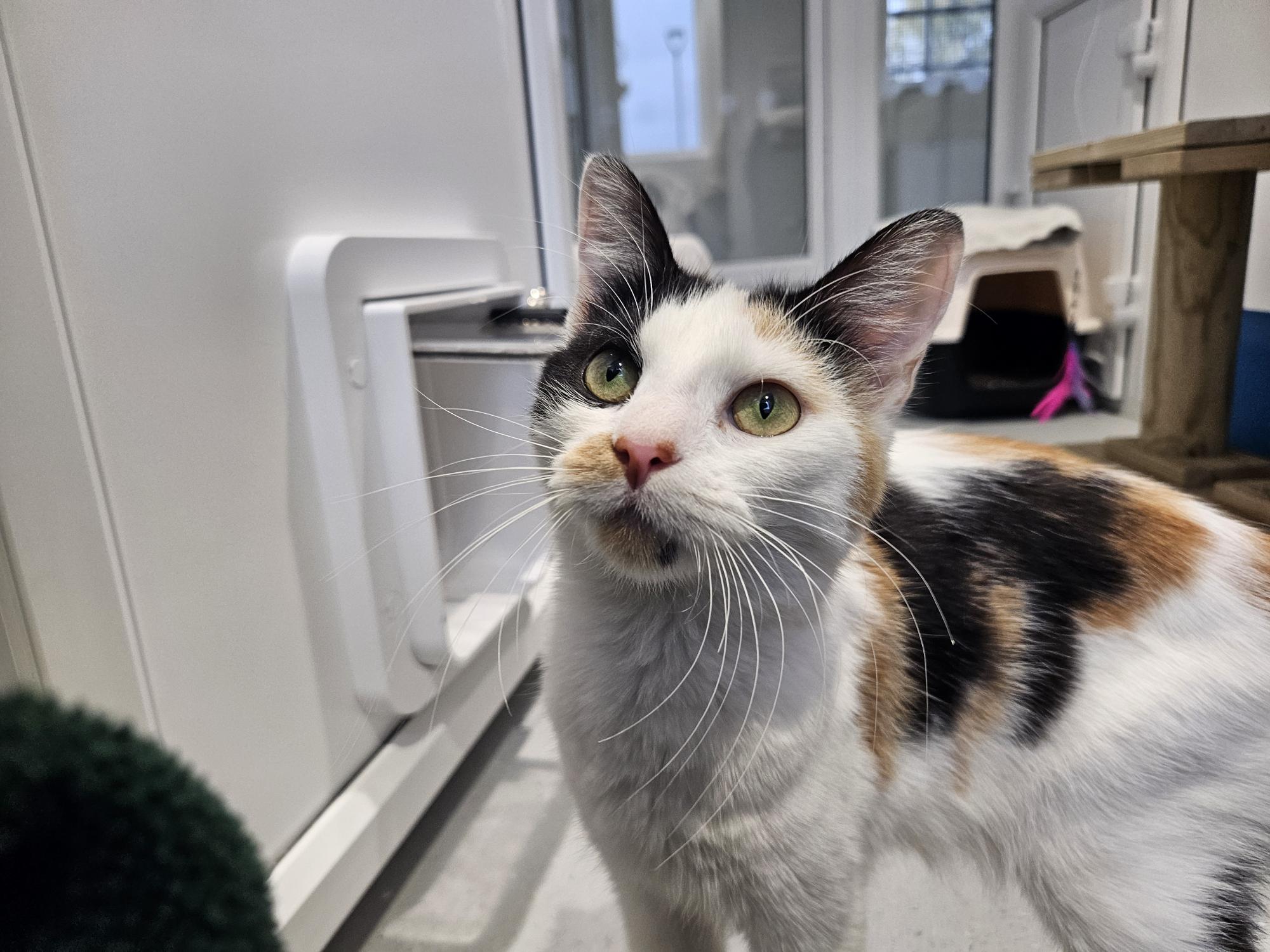 A calico cat with green eyes stands indoors near a cat door, looking up with curiosity. There is a cat tree and a carrier in the background.